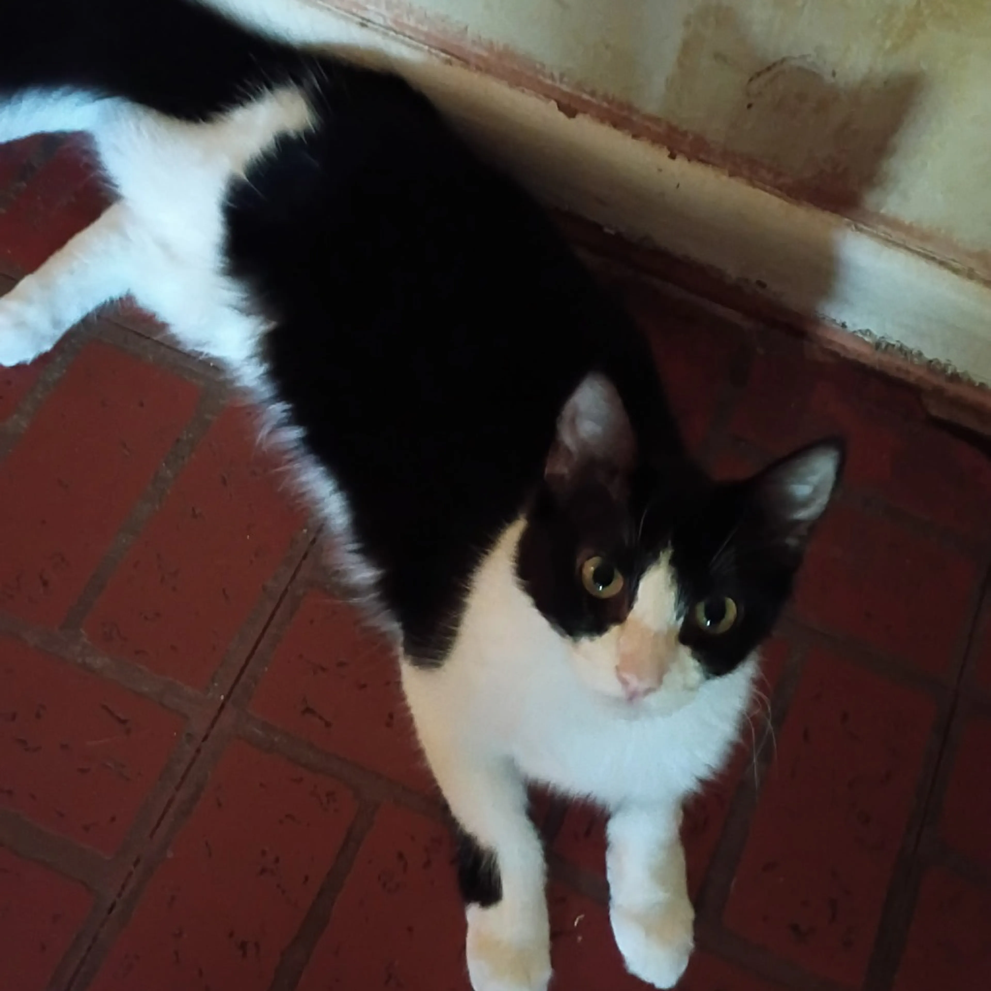 Found pet-0