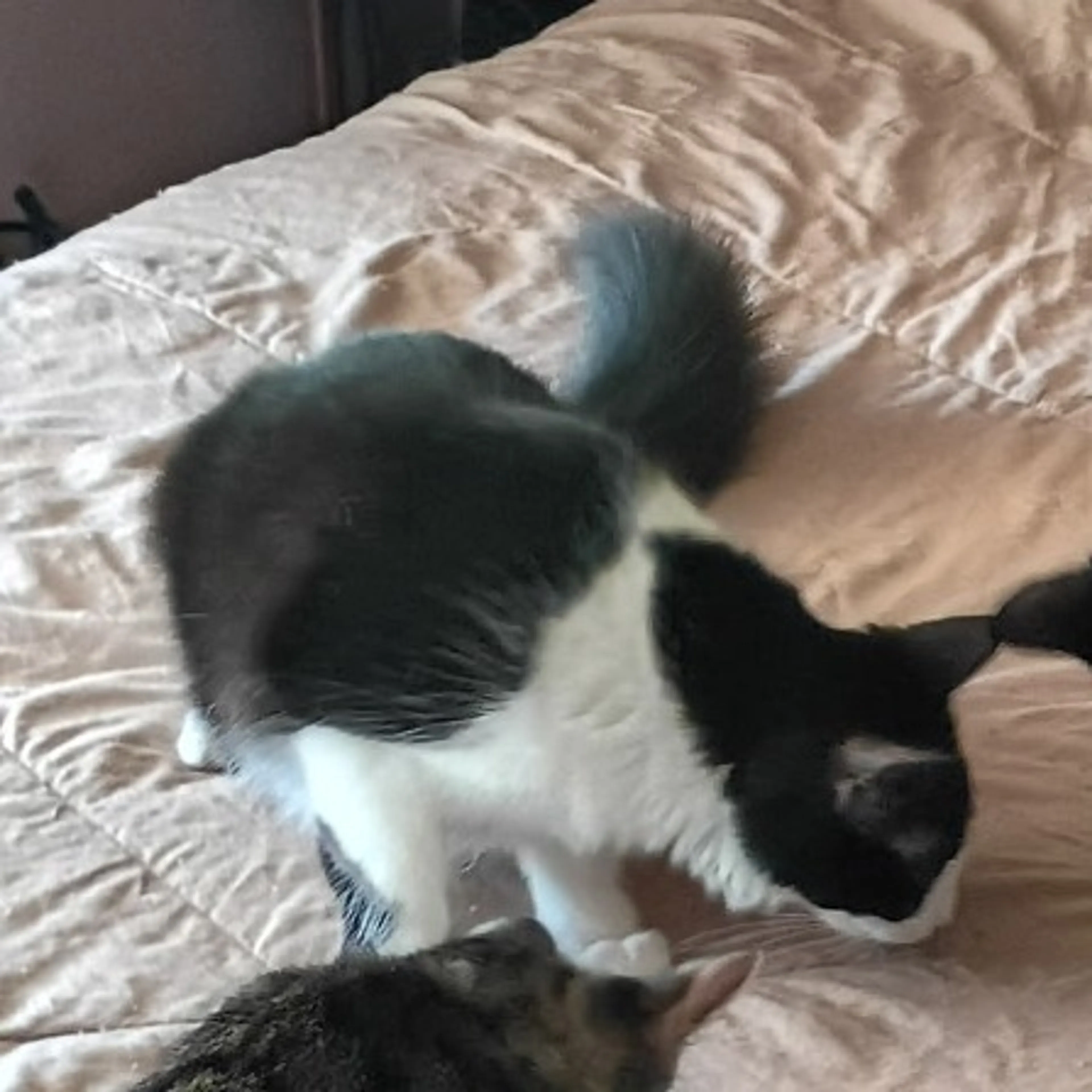 Found pet-1