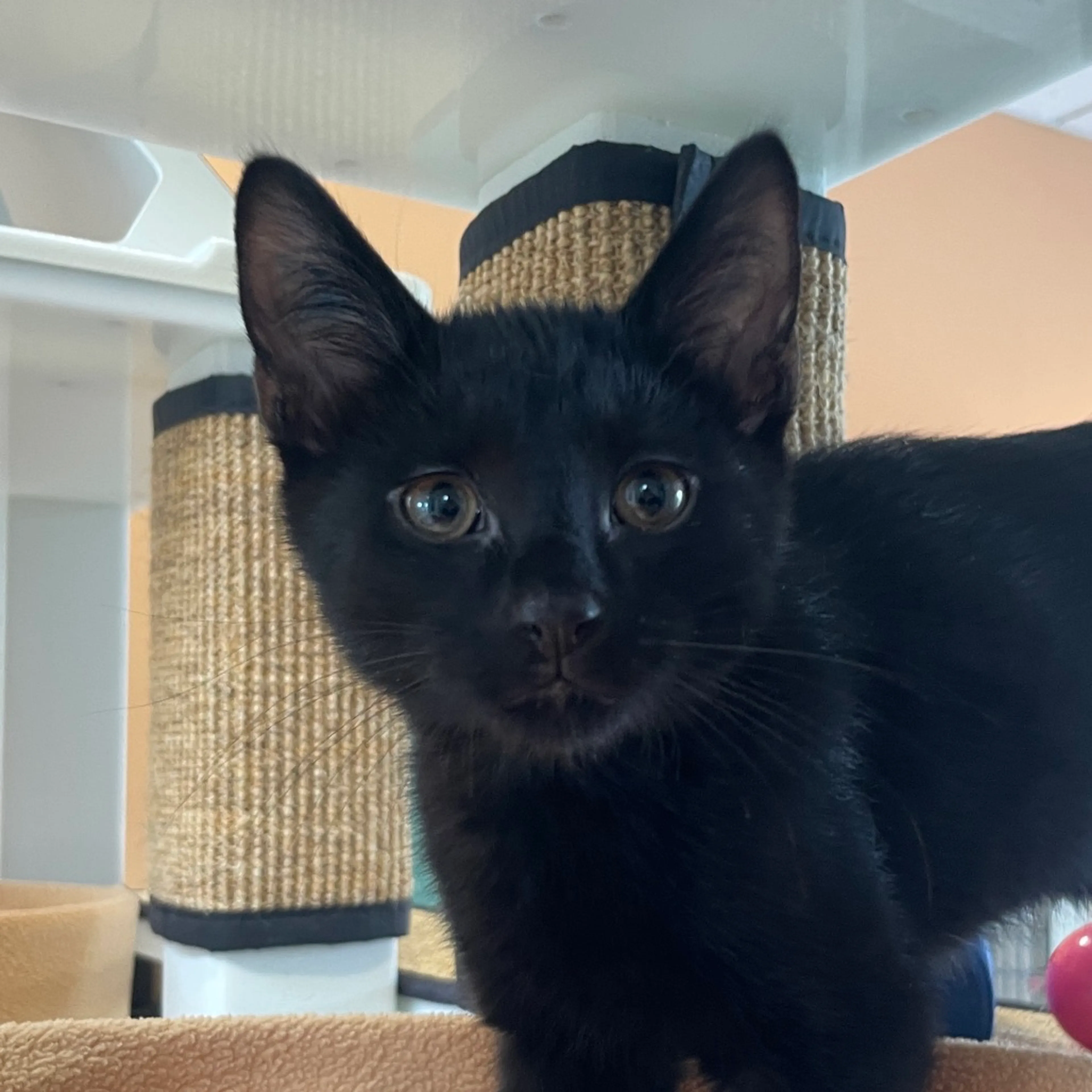 Found pet