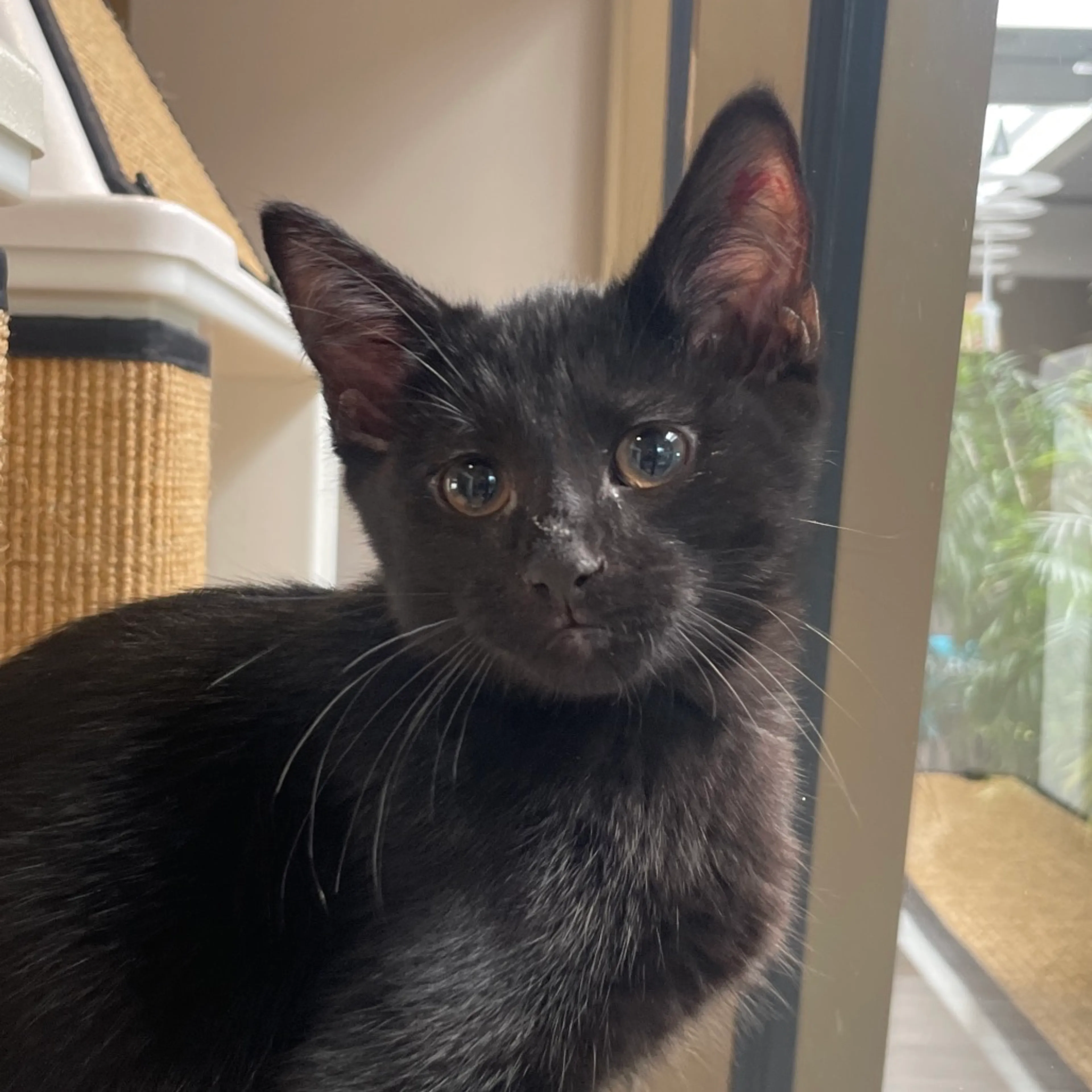 Found pet