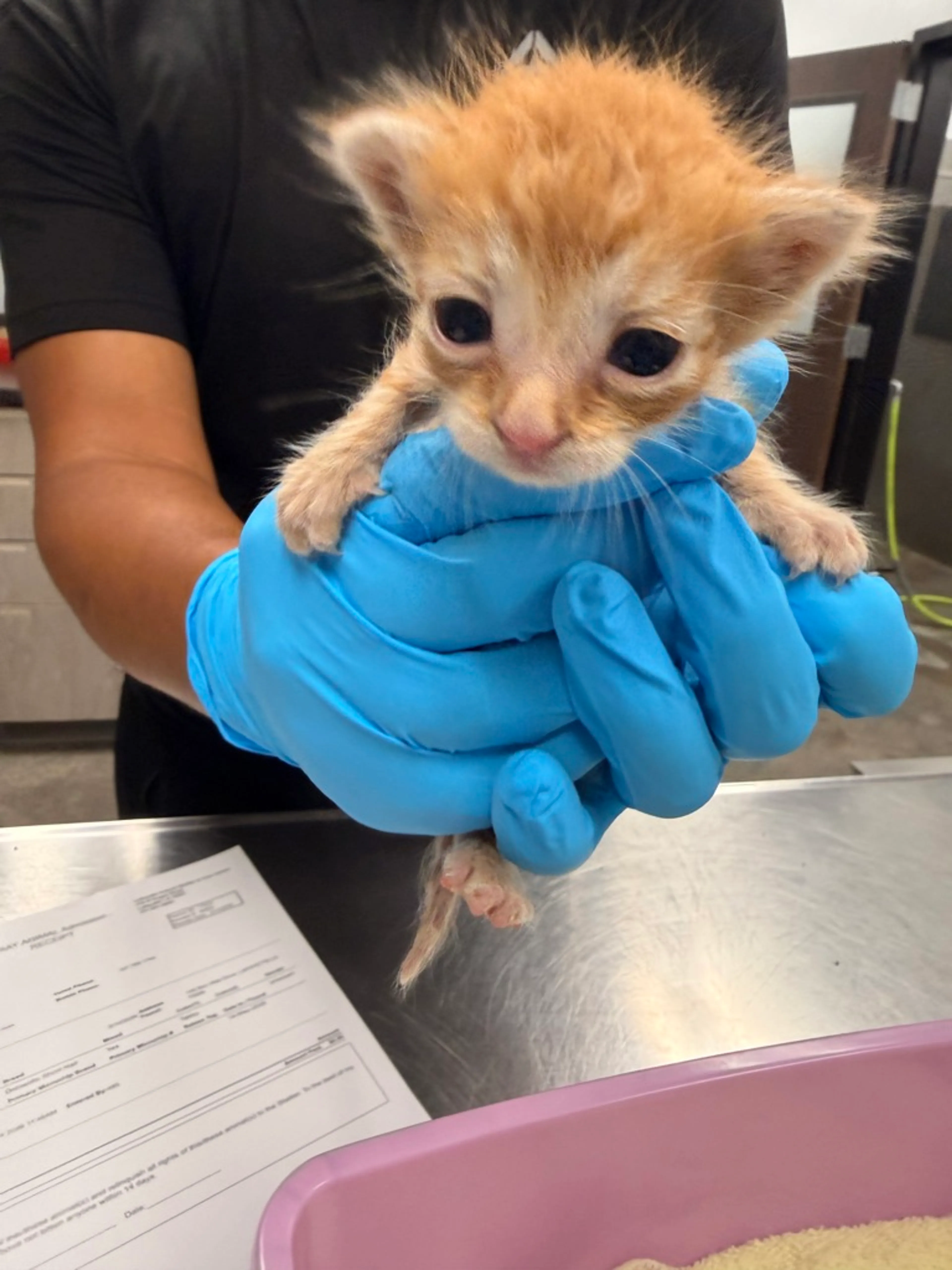 Found pet