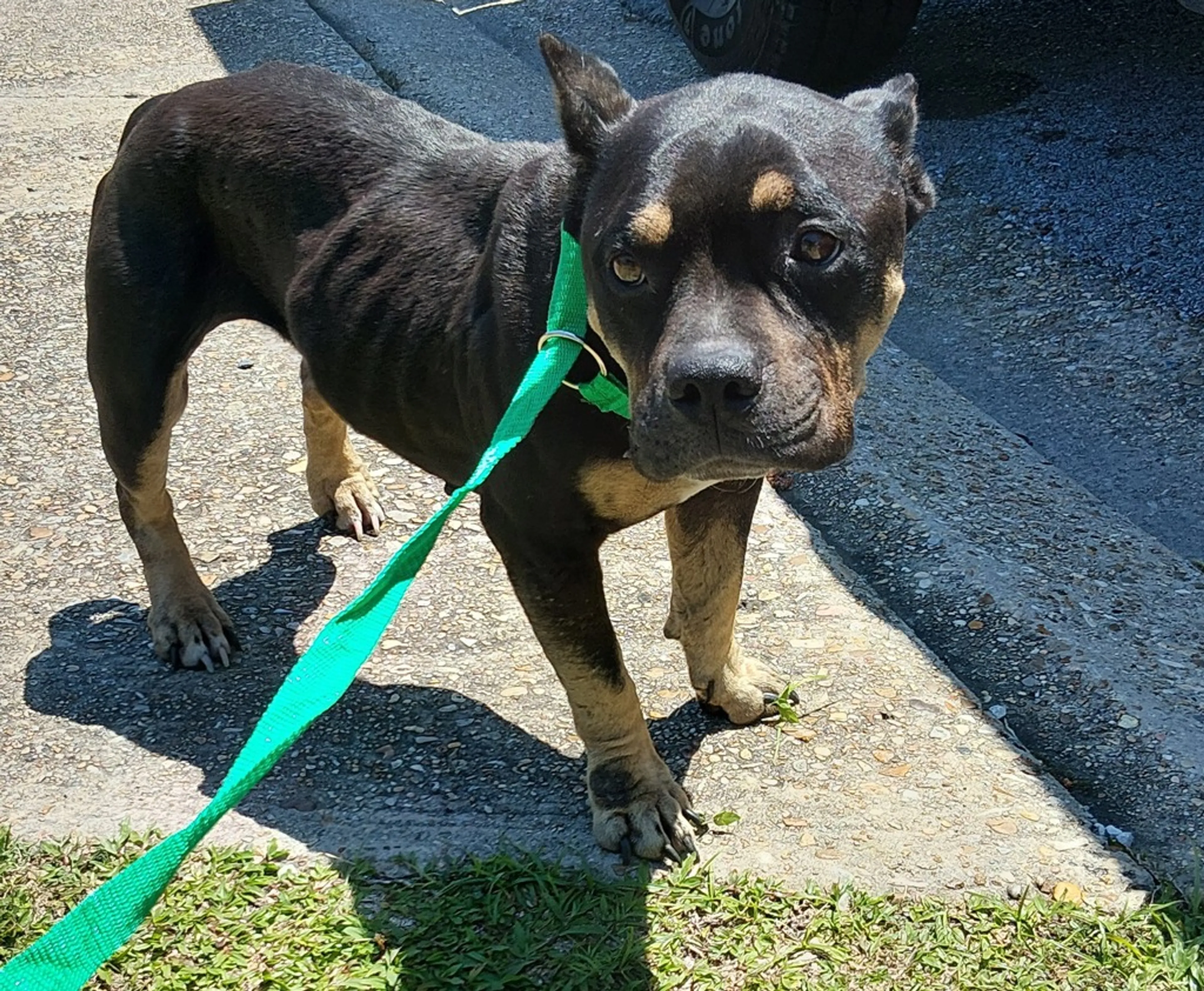 Found pet