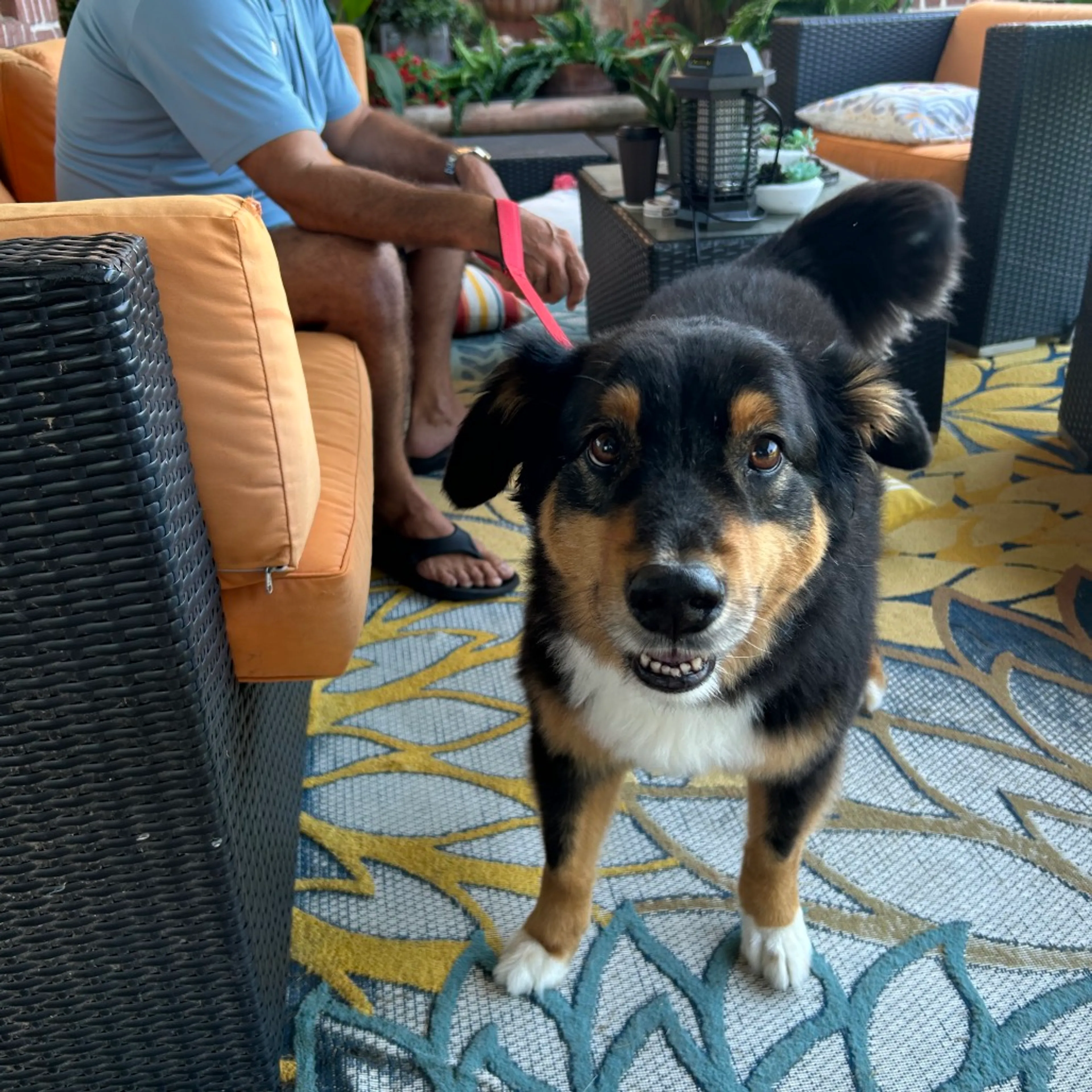 Found pet