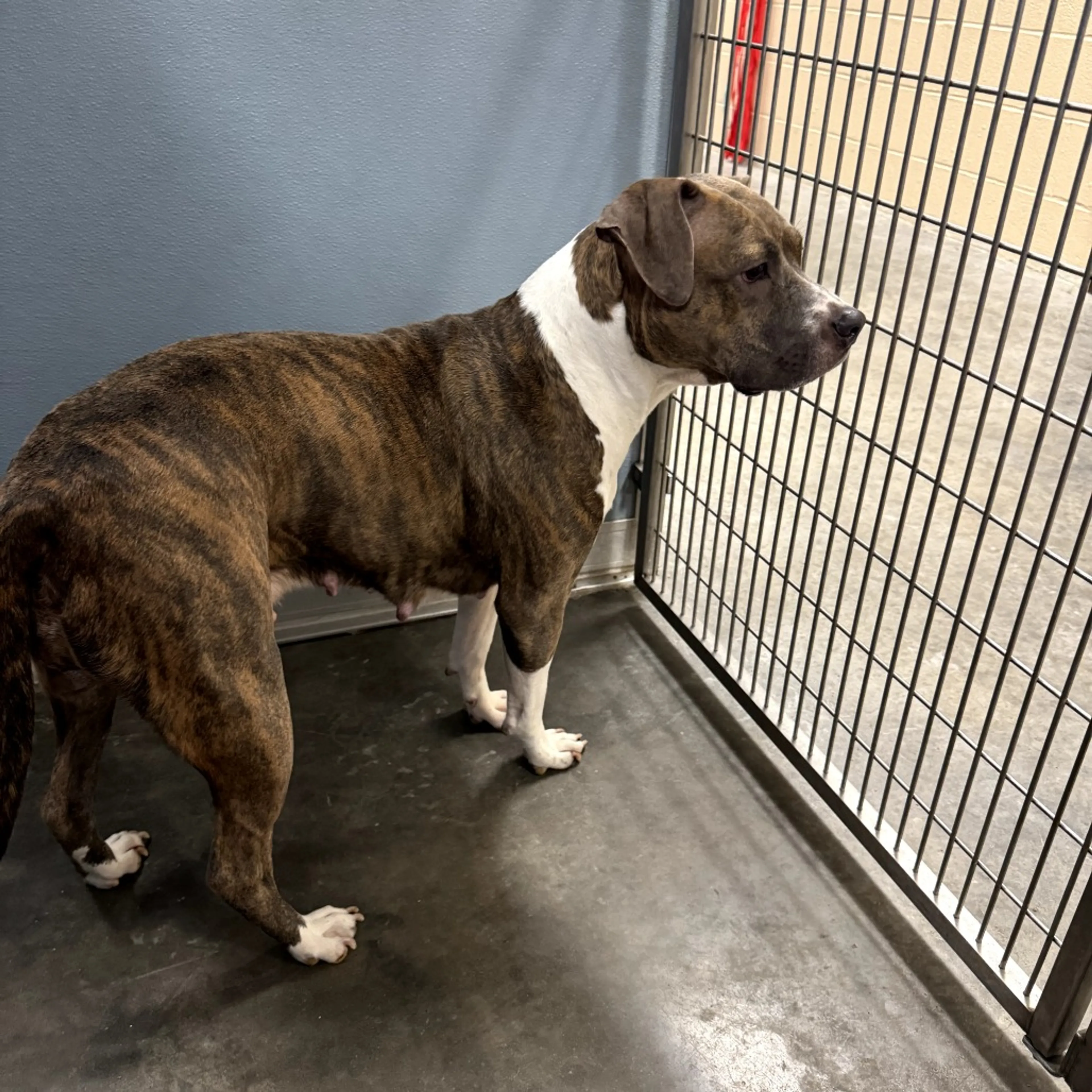 Found pet-1