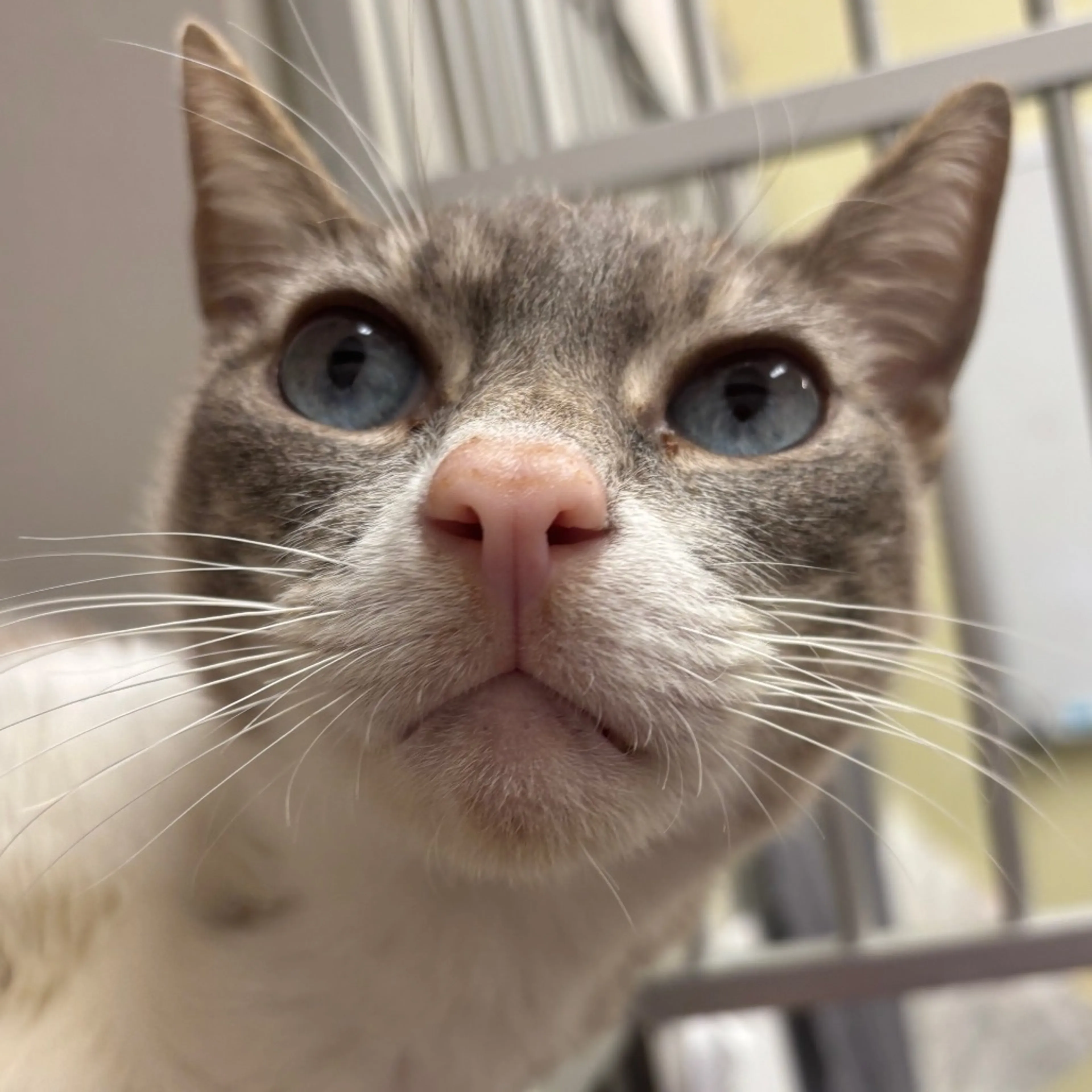 Found pet-2