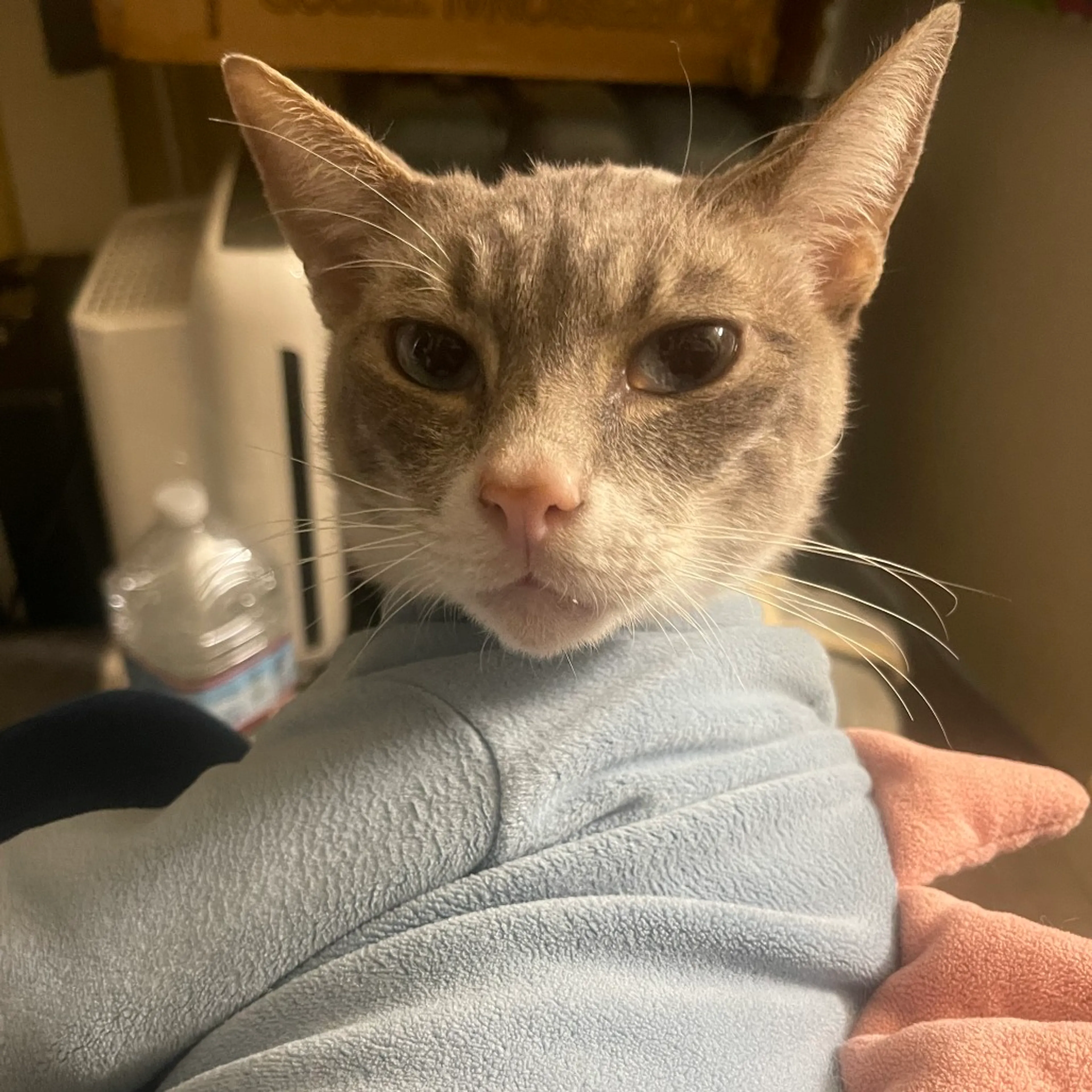 Found pet-0
