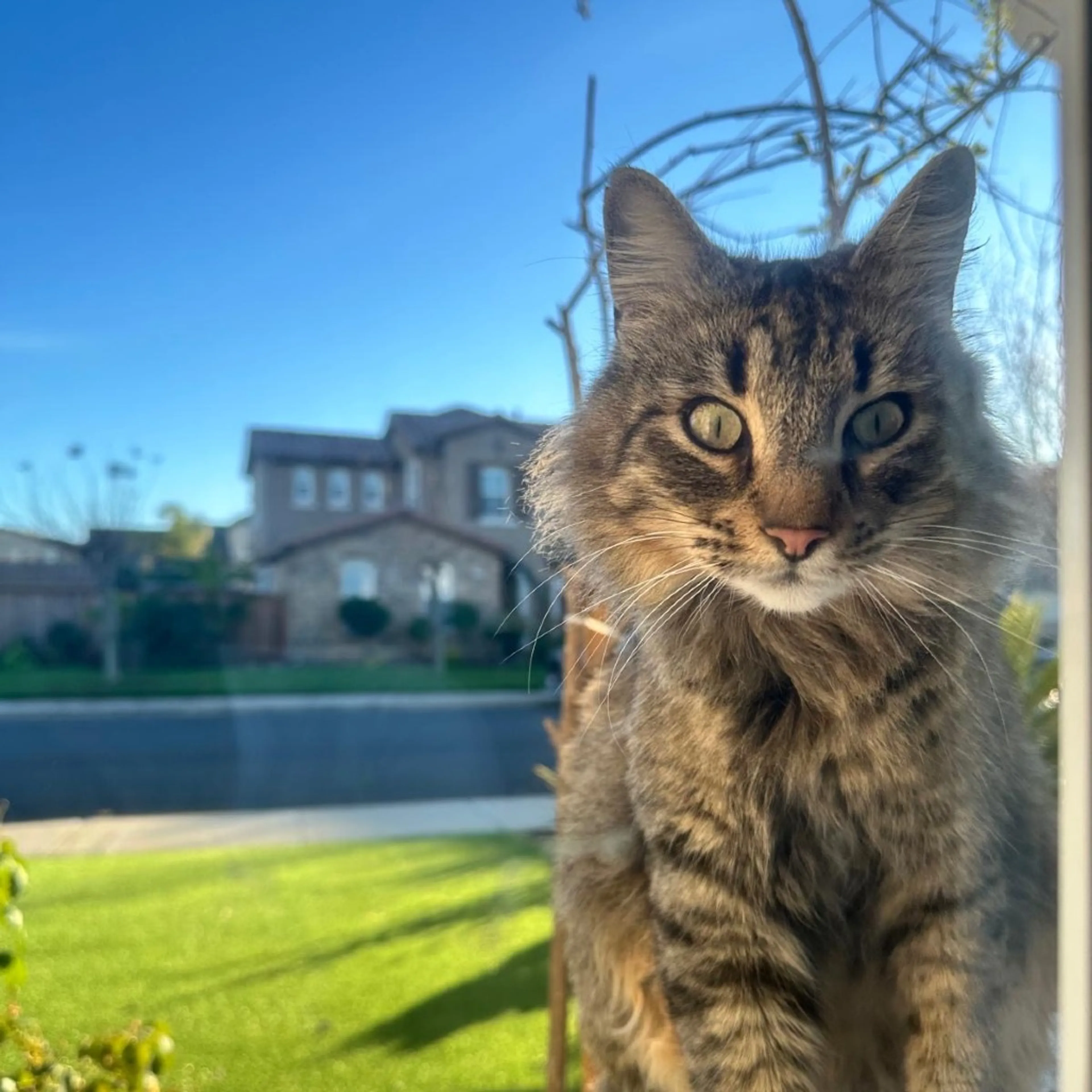 Found pet