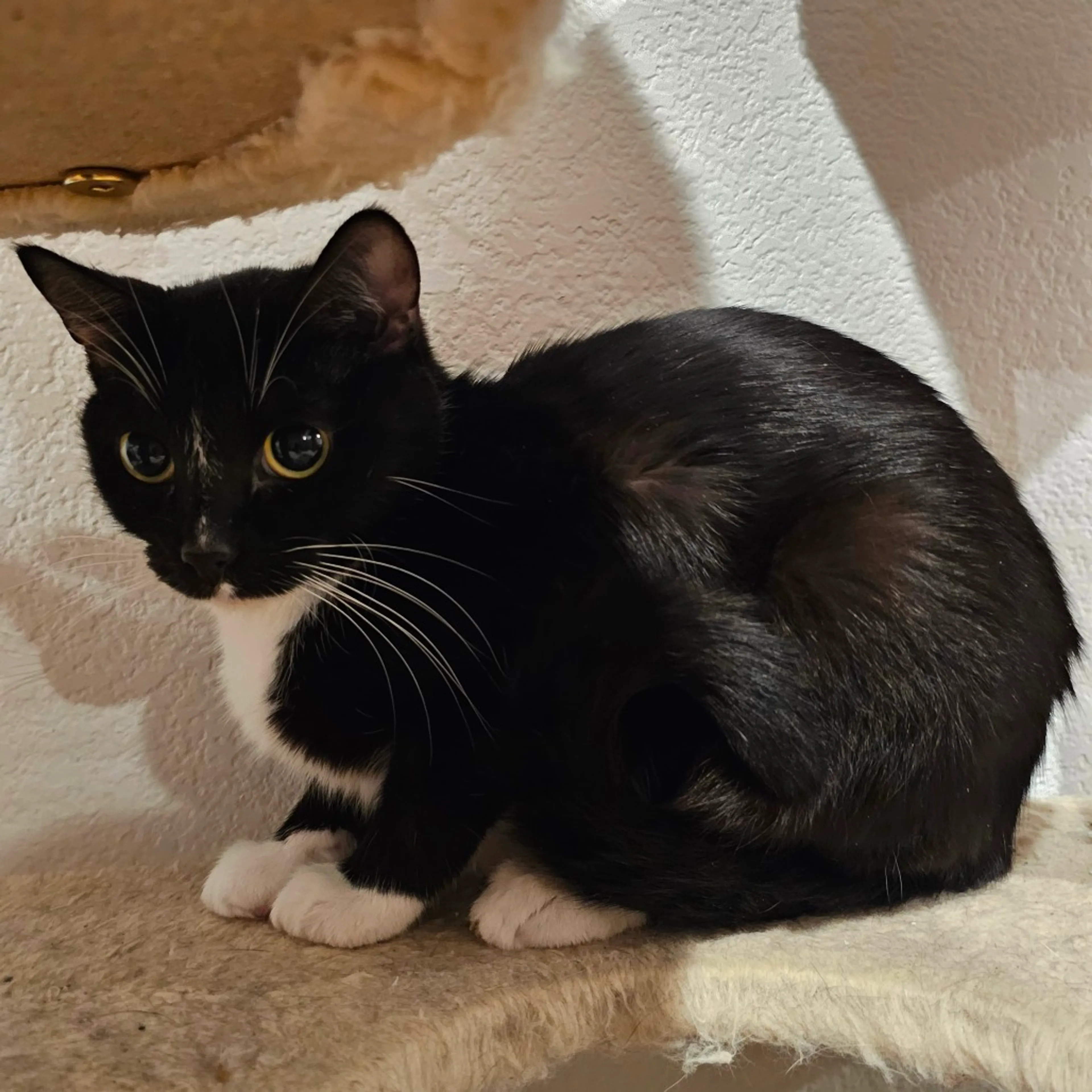 Found pet