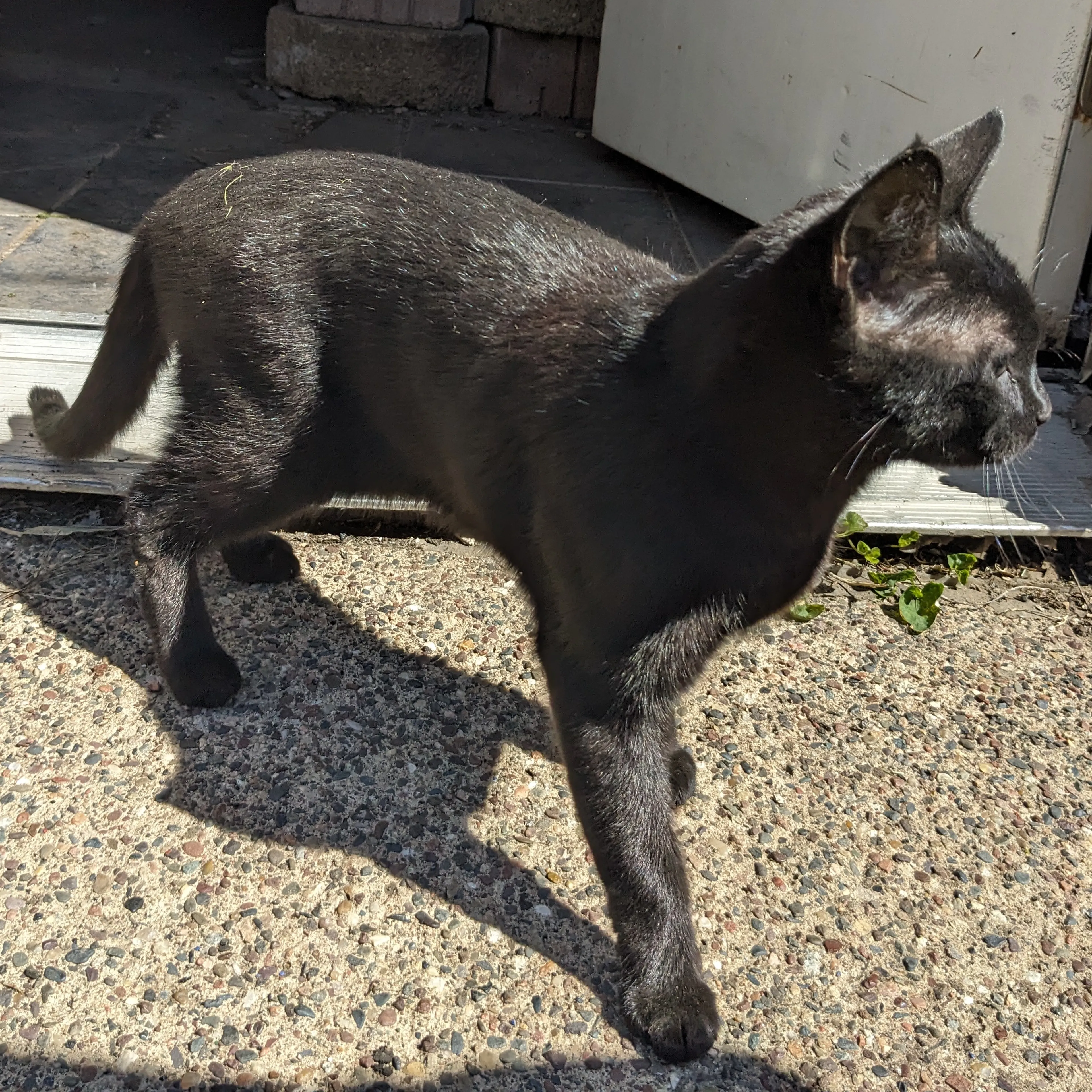 Found pet-1