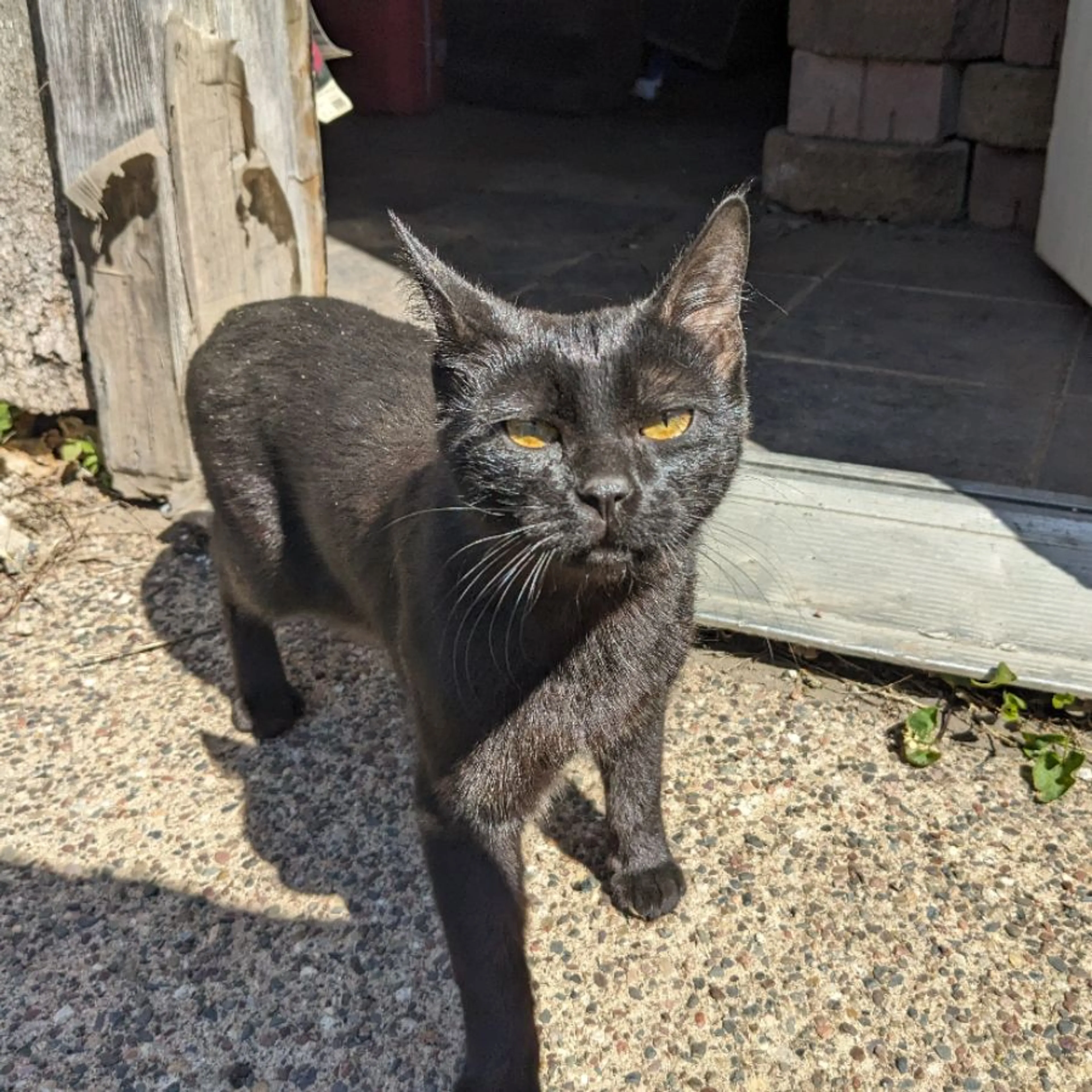 Found pet-0