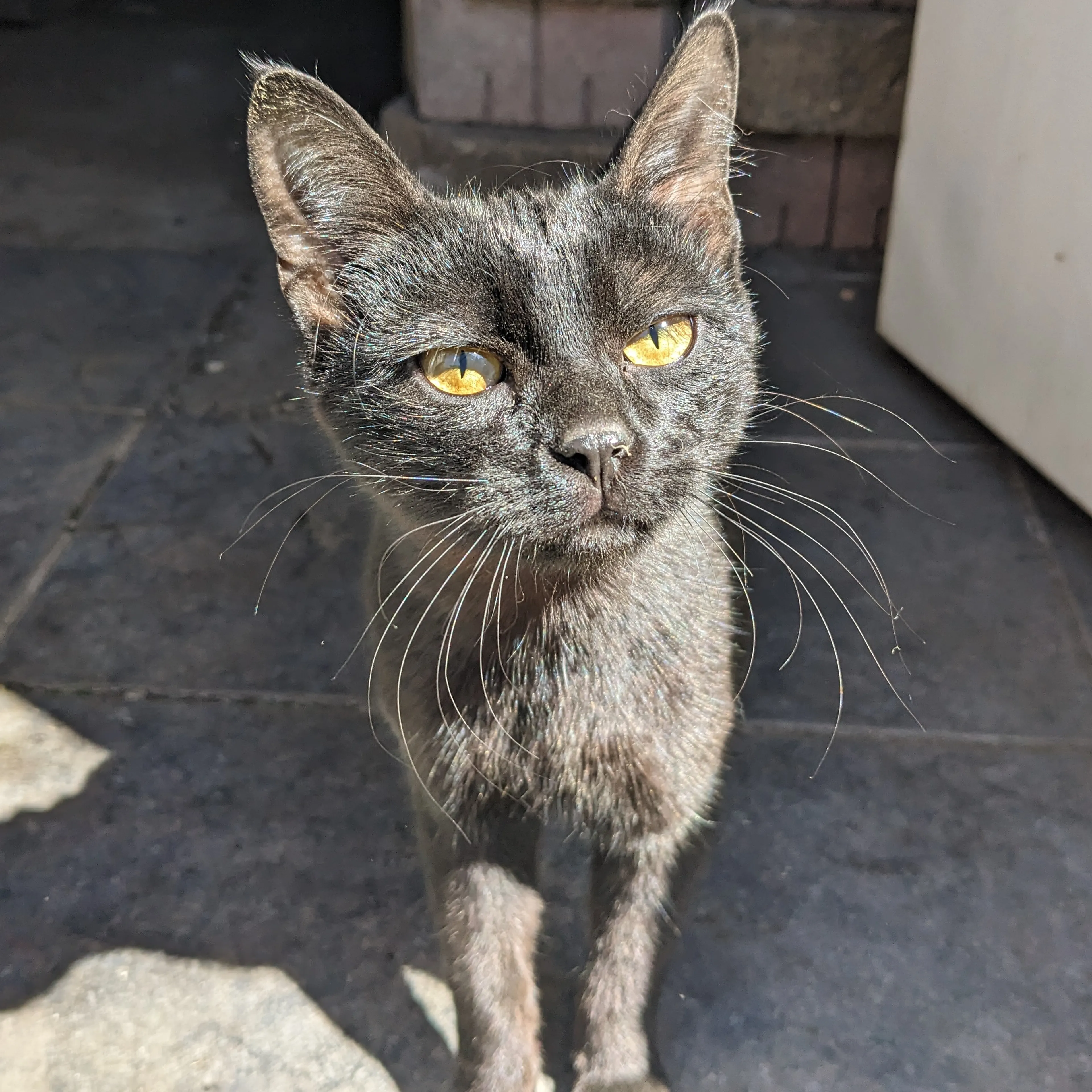 Found pet-2