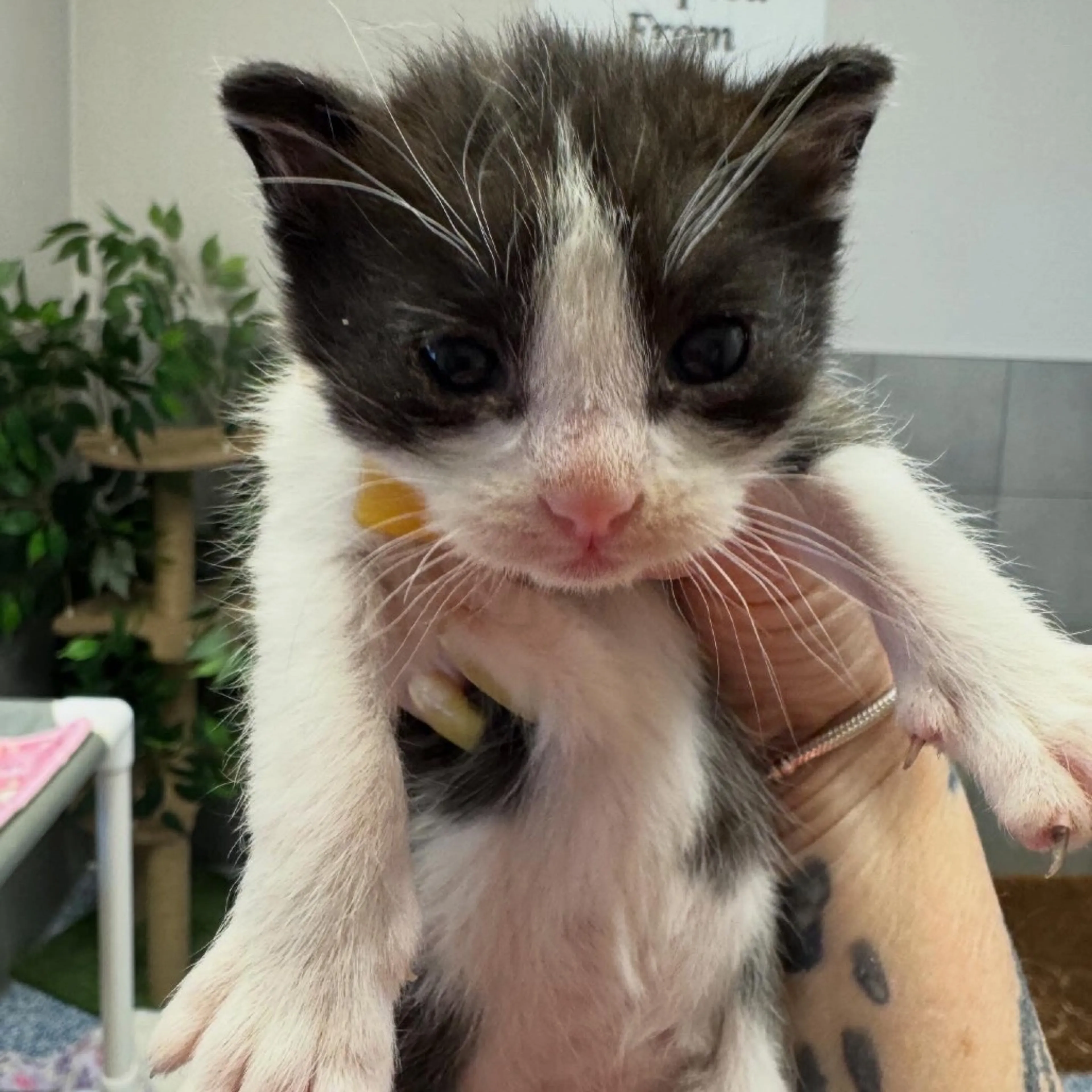 Found pet-1