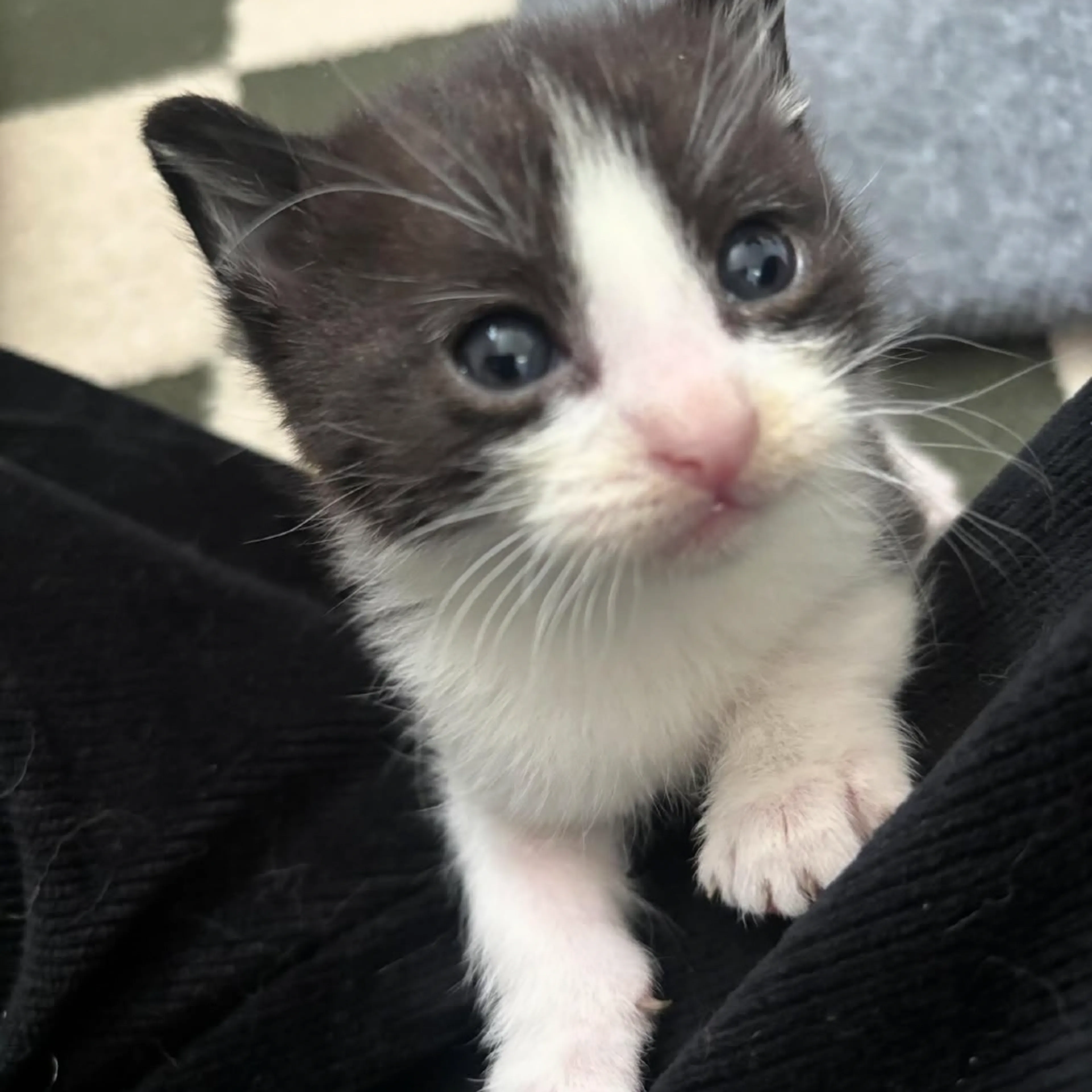 Found pet-3