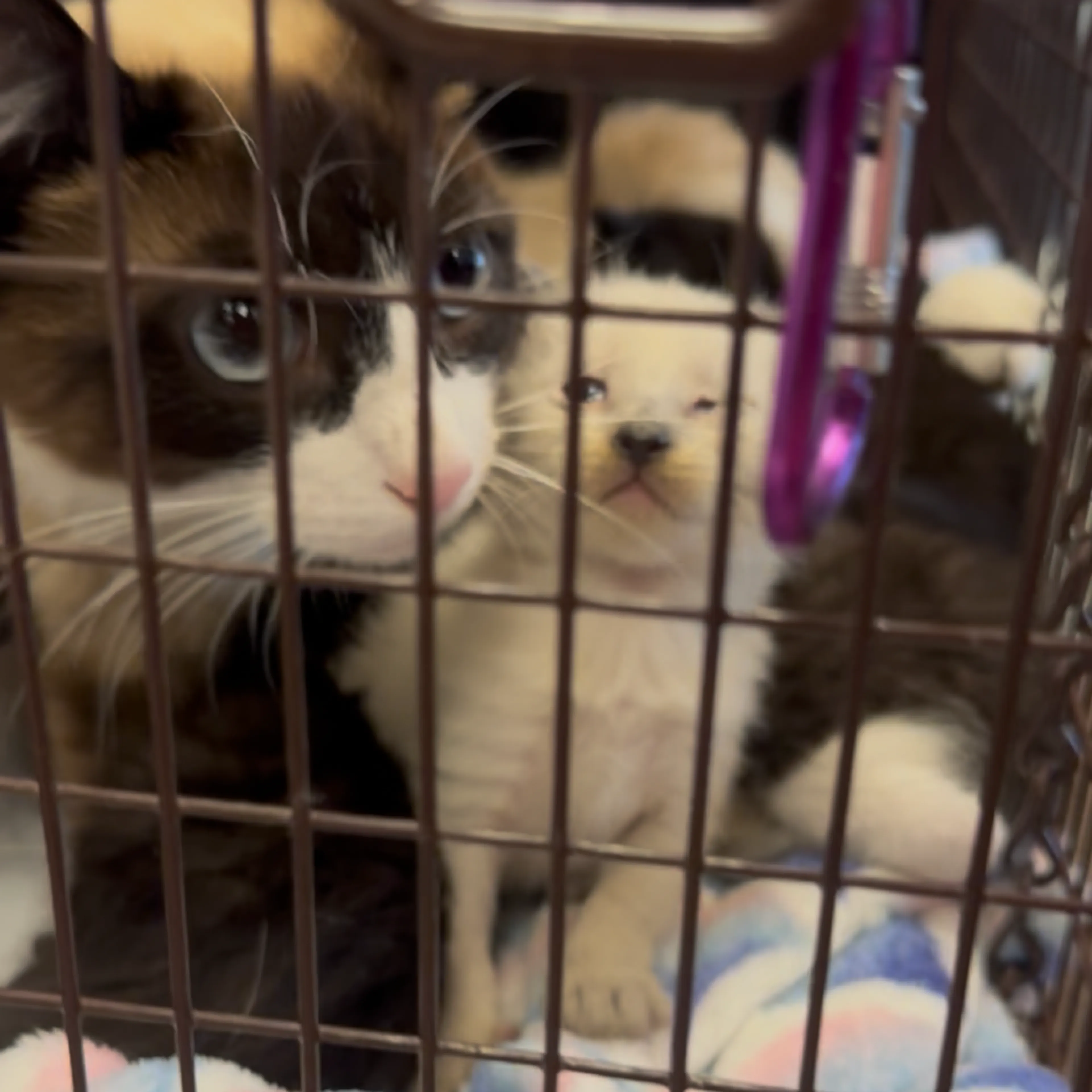Found pet-2
