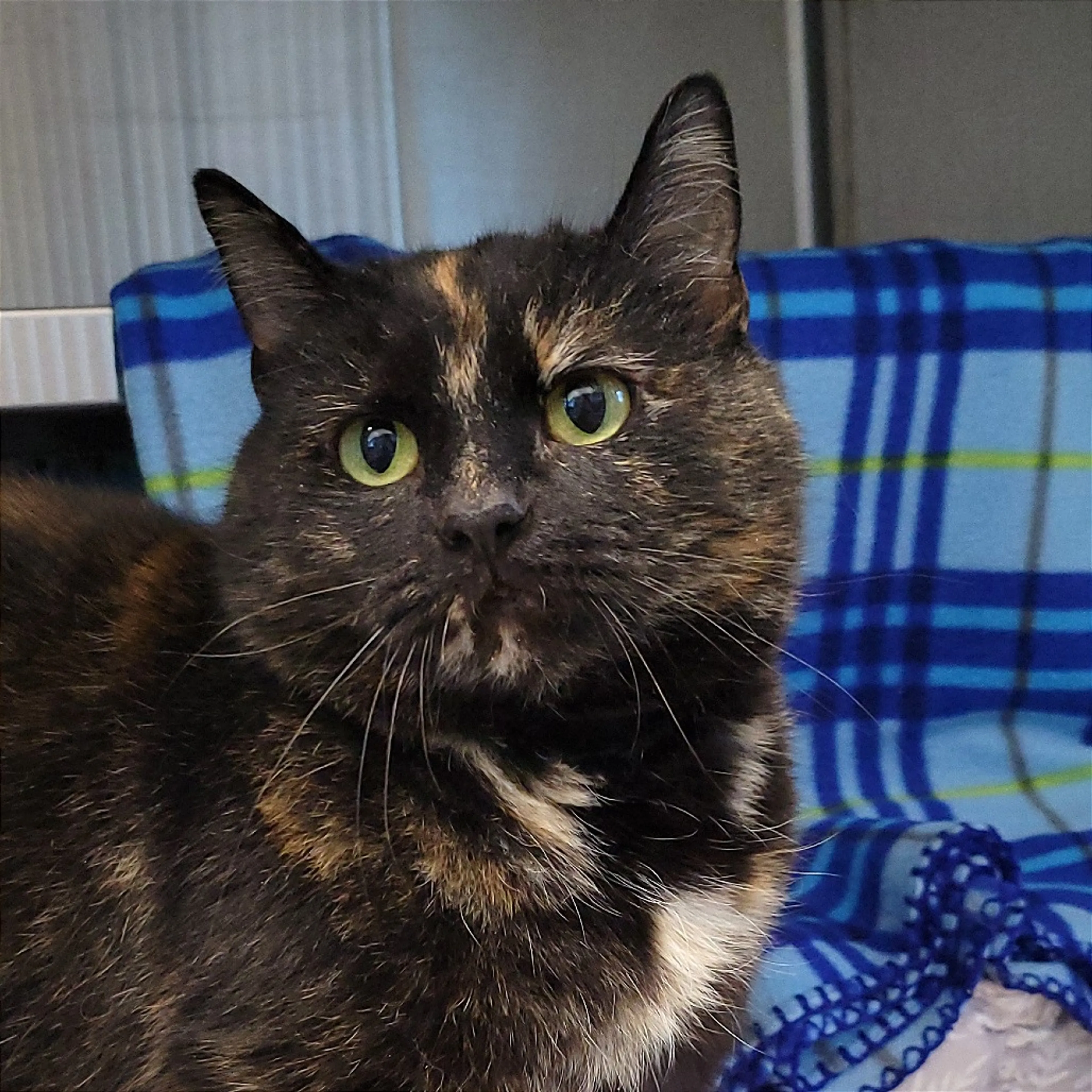 Found pet-1
