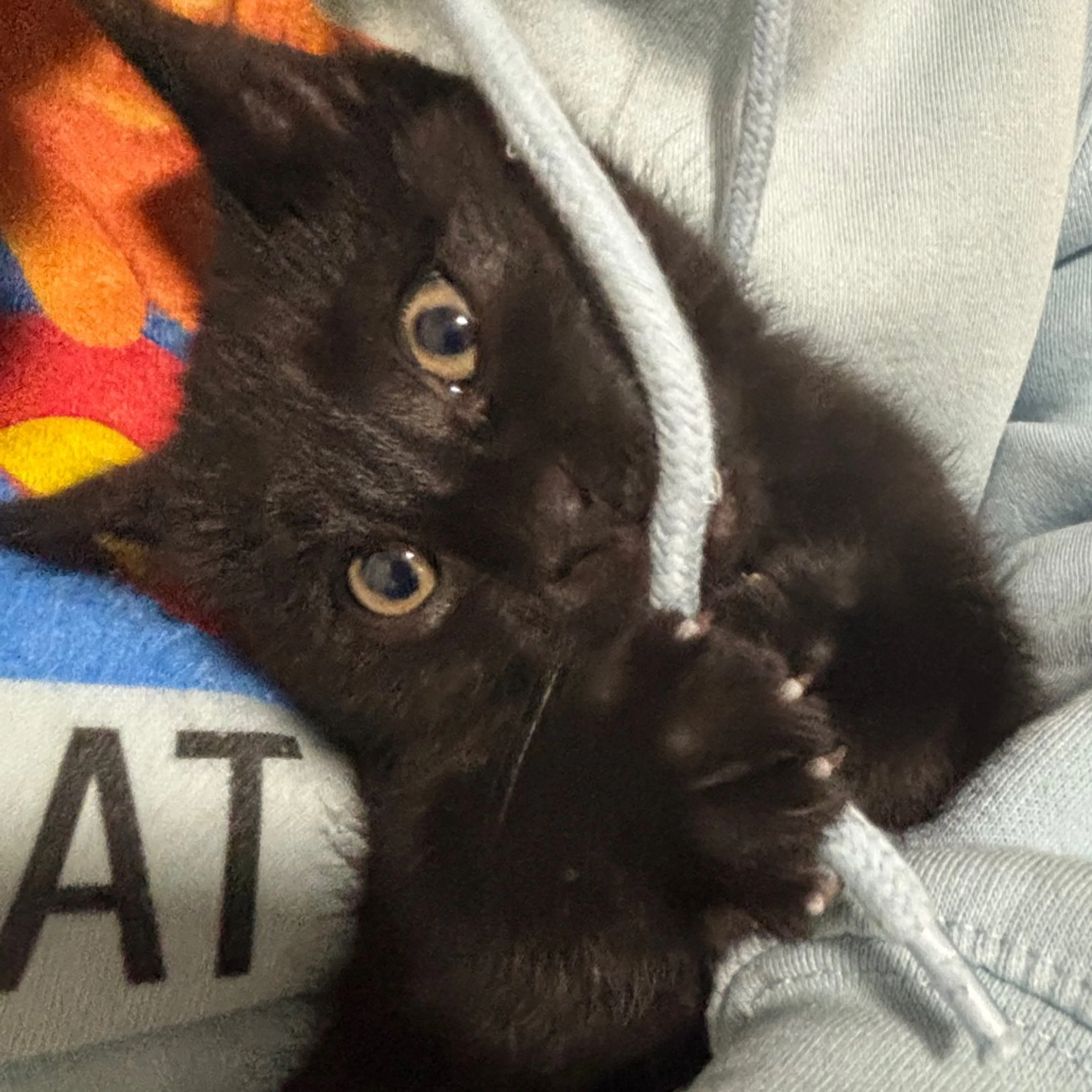 Found pet-8
