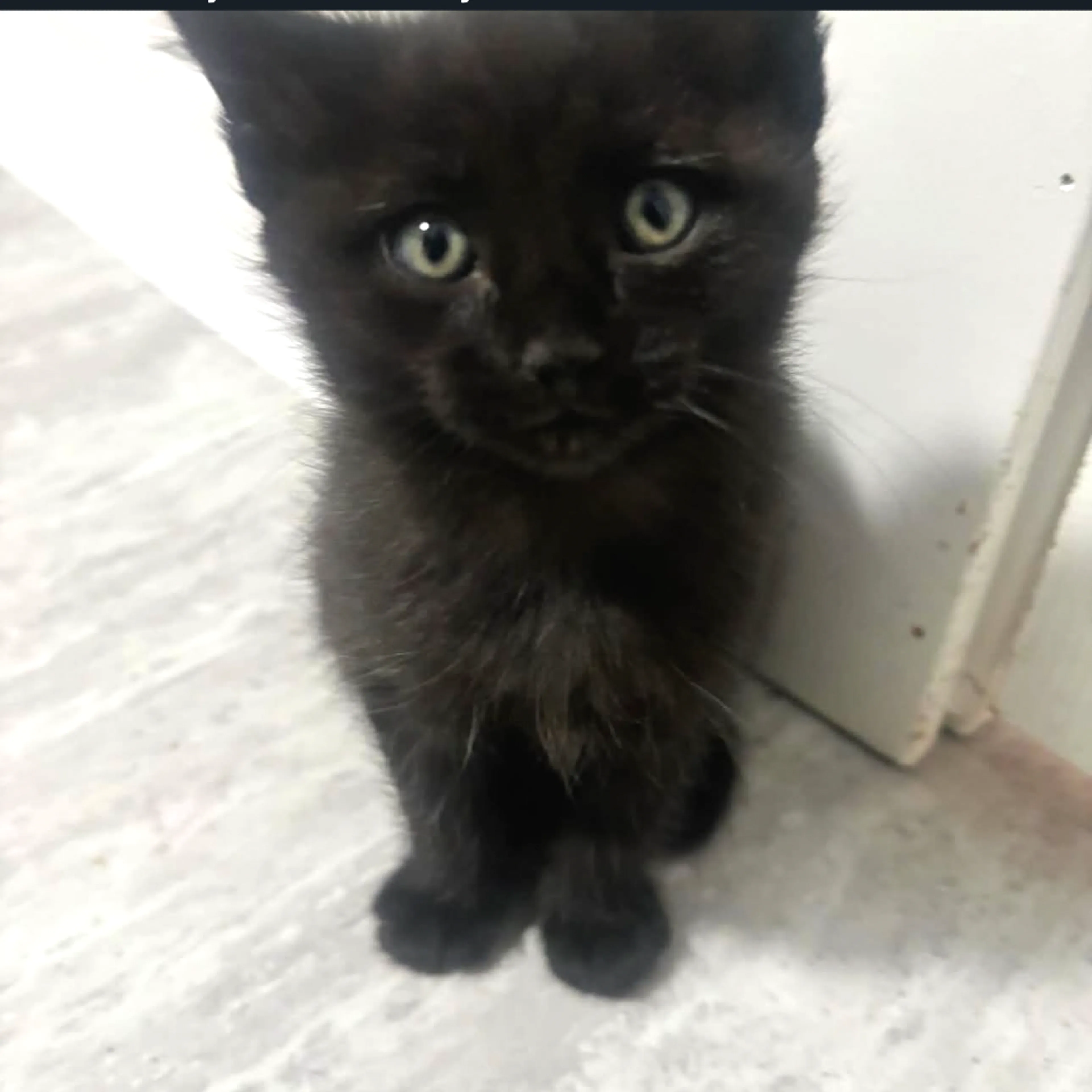 Found pet-0