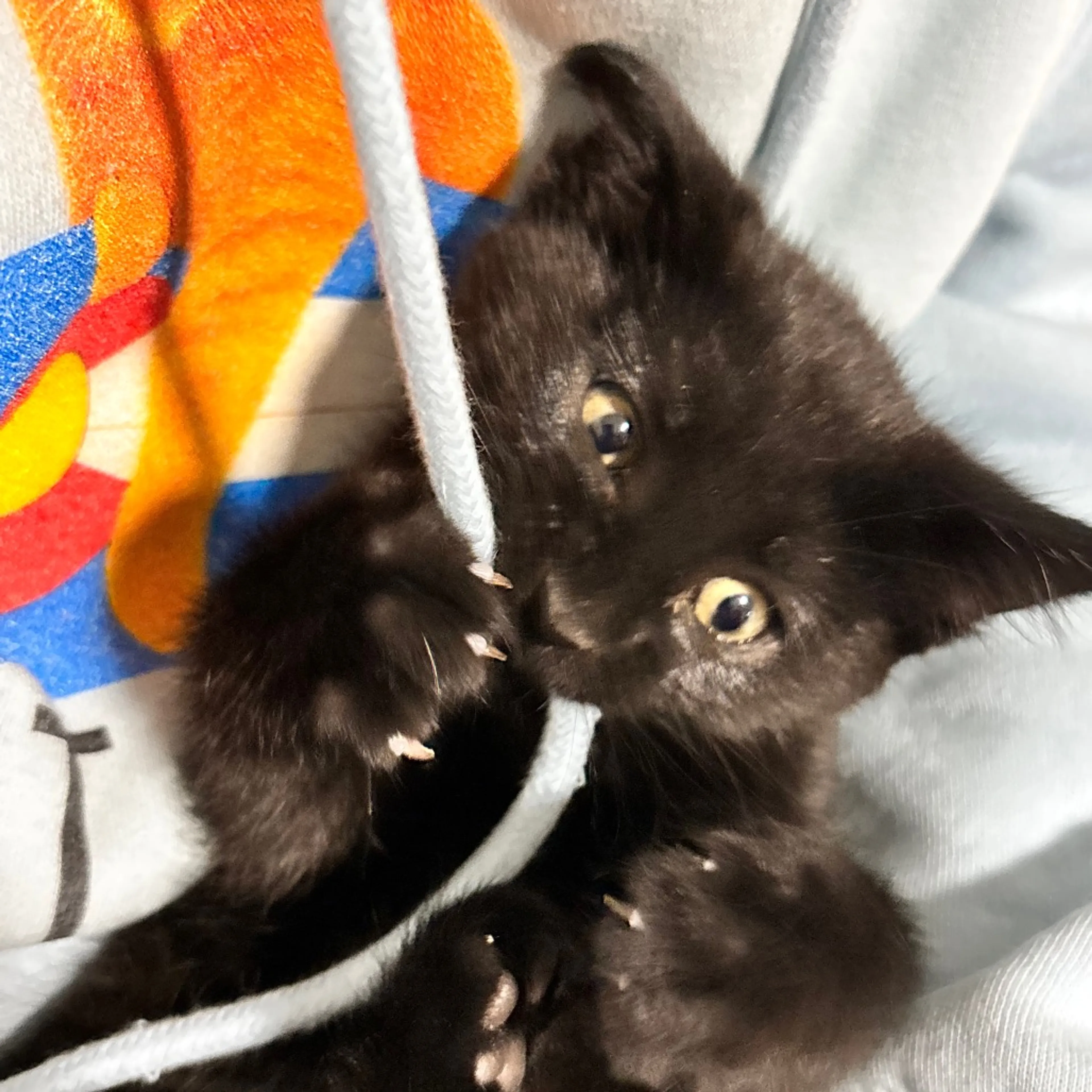 Found pet-5