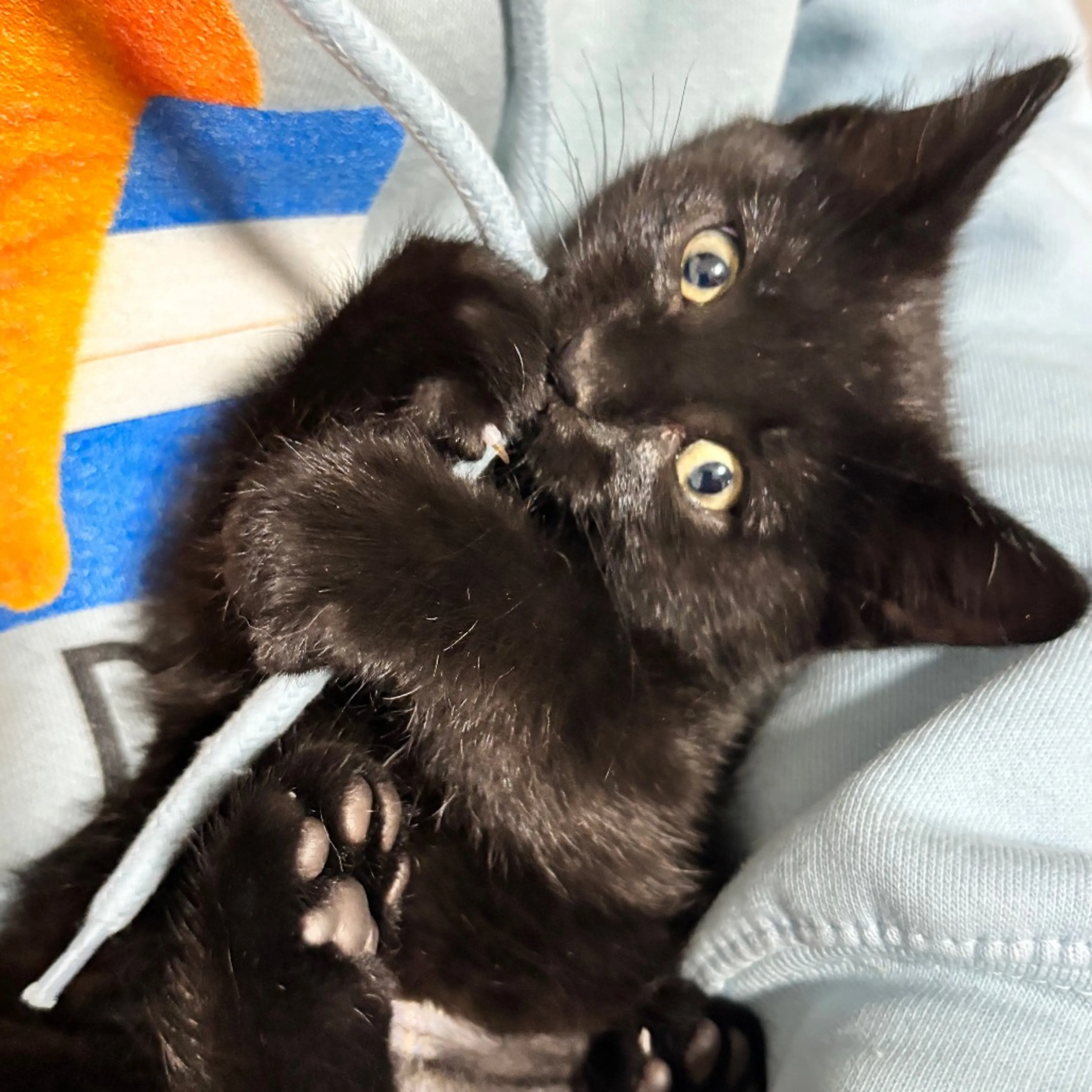 Found pet-4