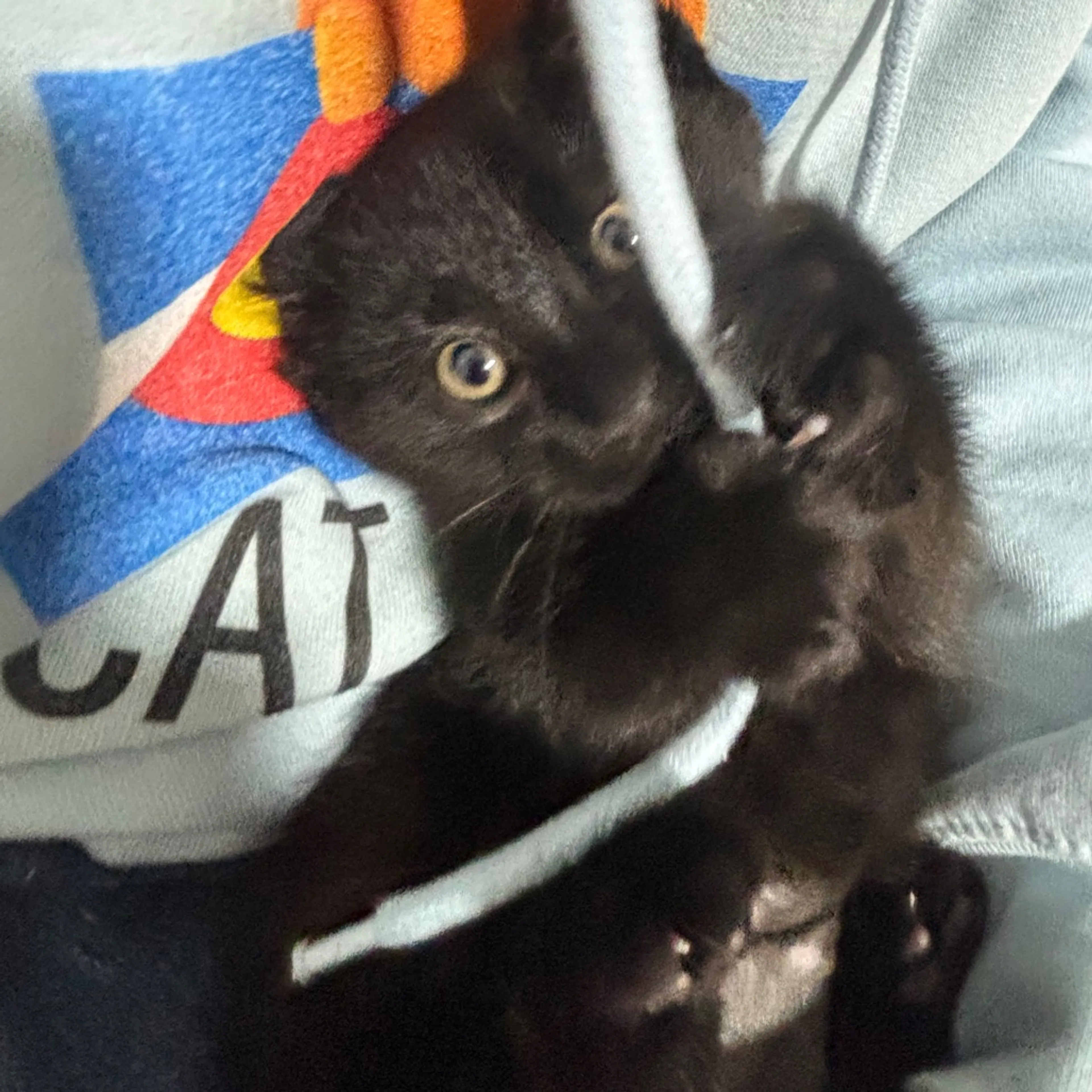 Found pet-7