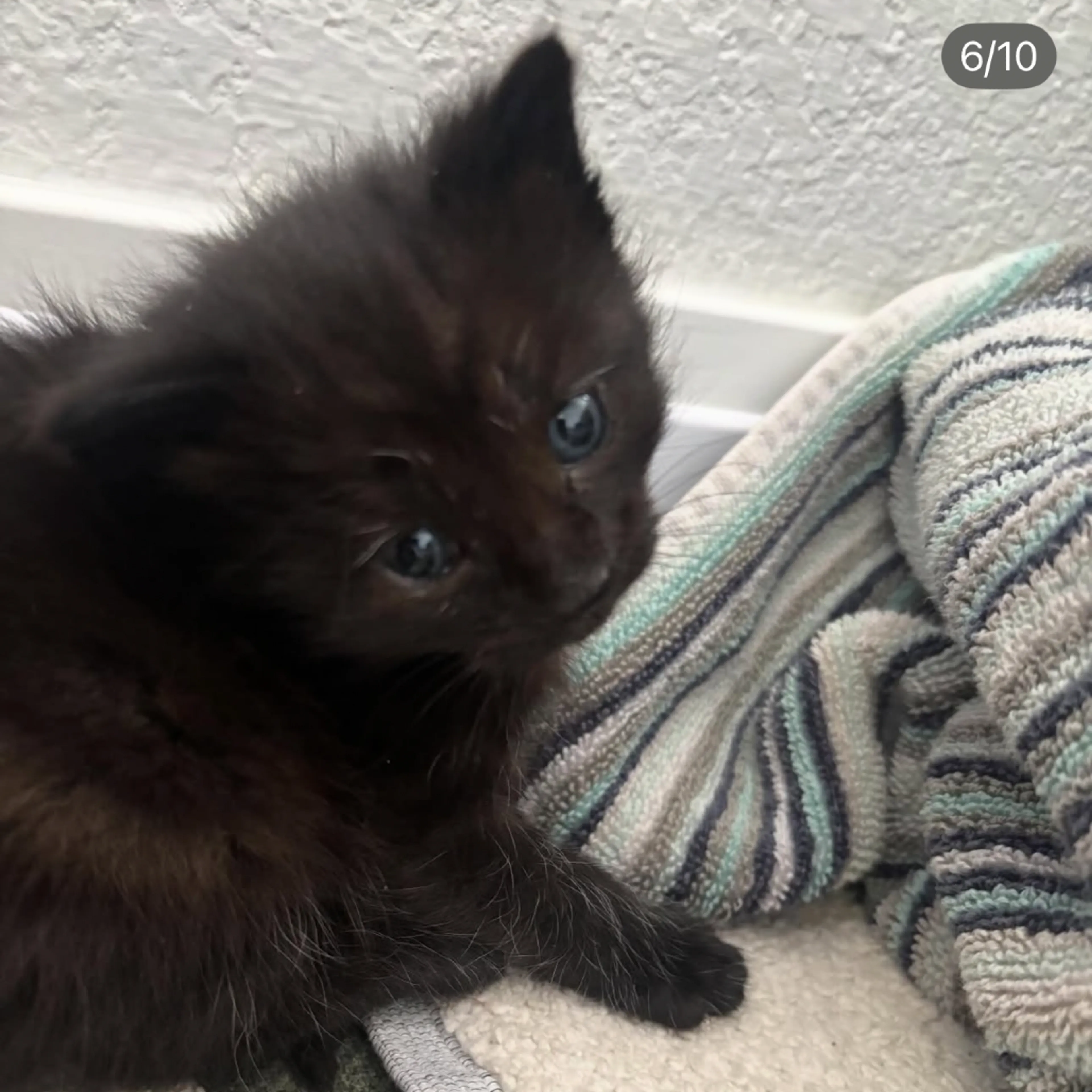 Found pet-2