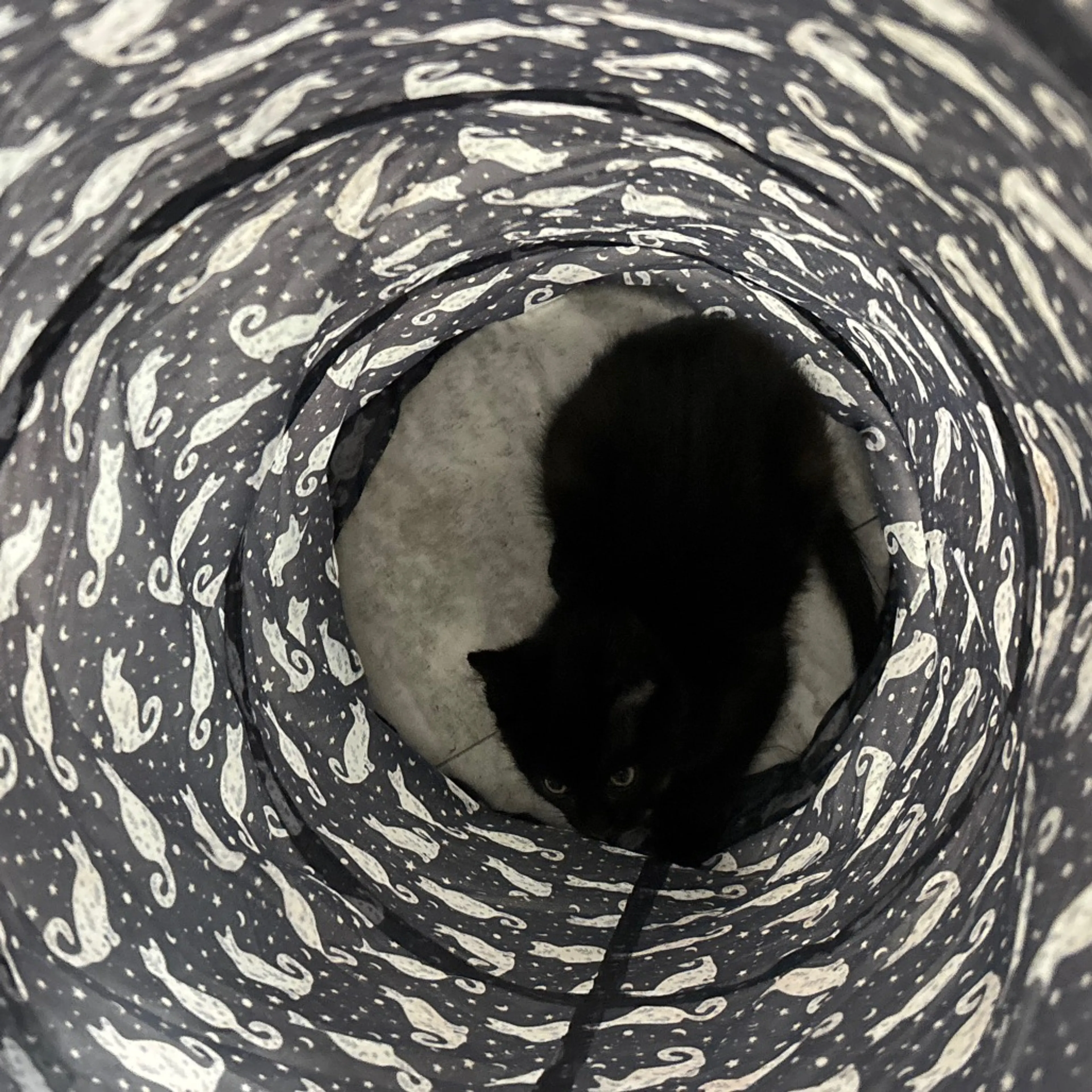 Found pet-10