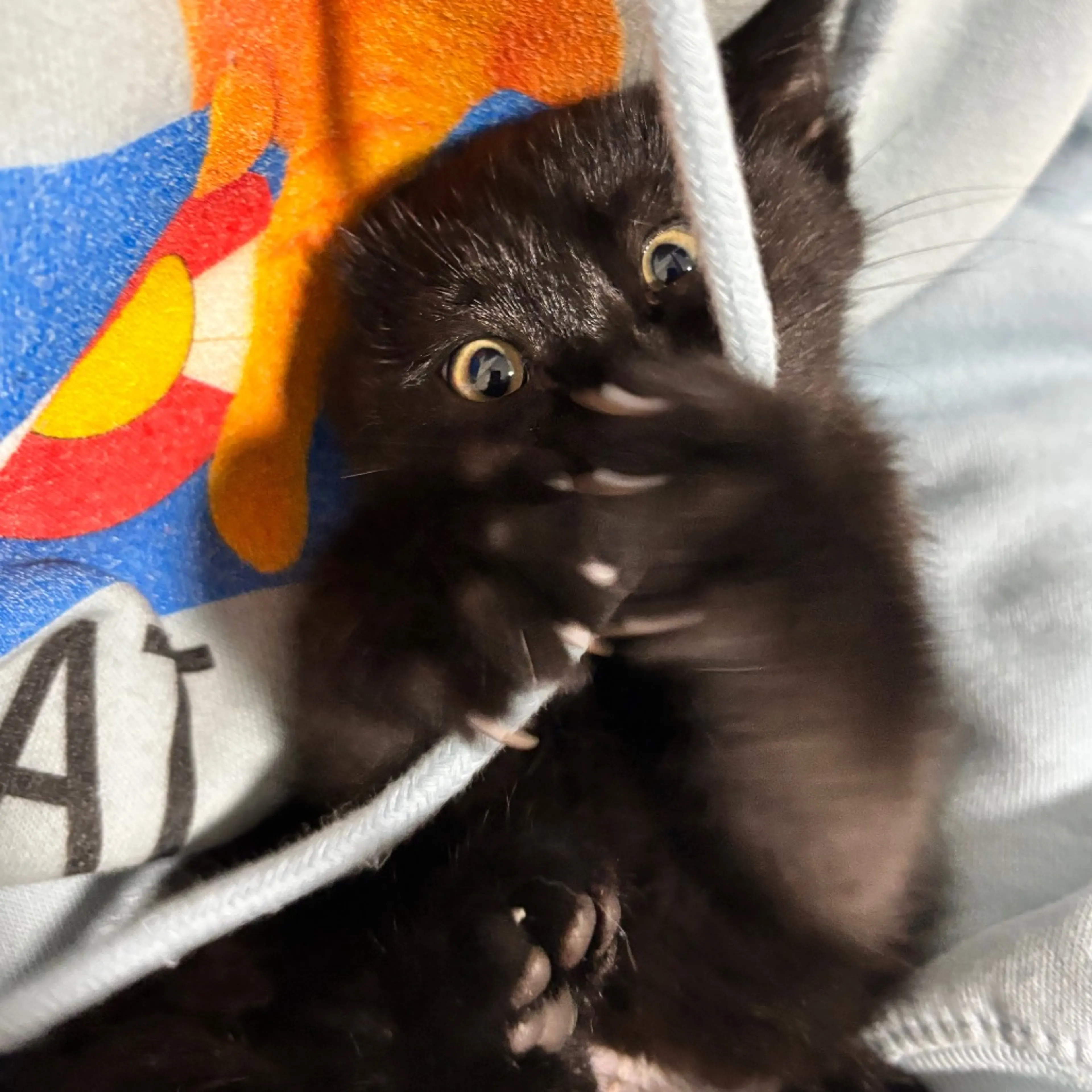 Found pet-6