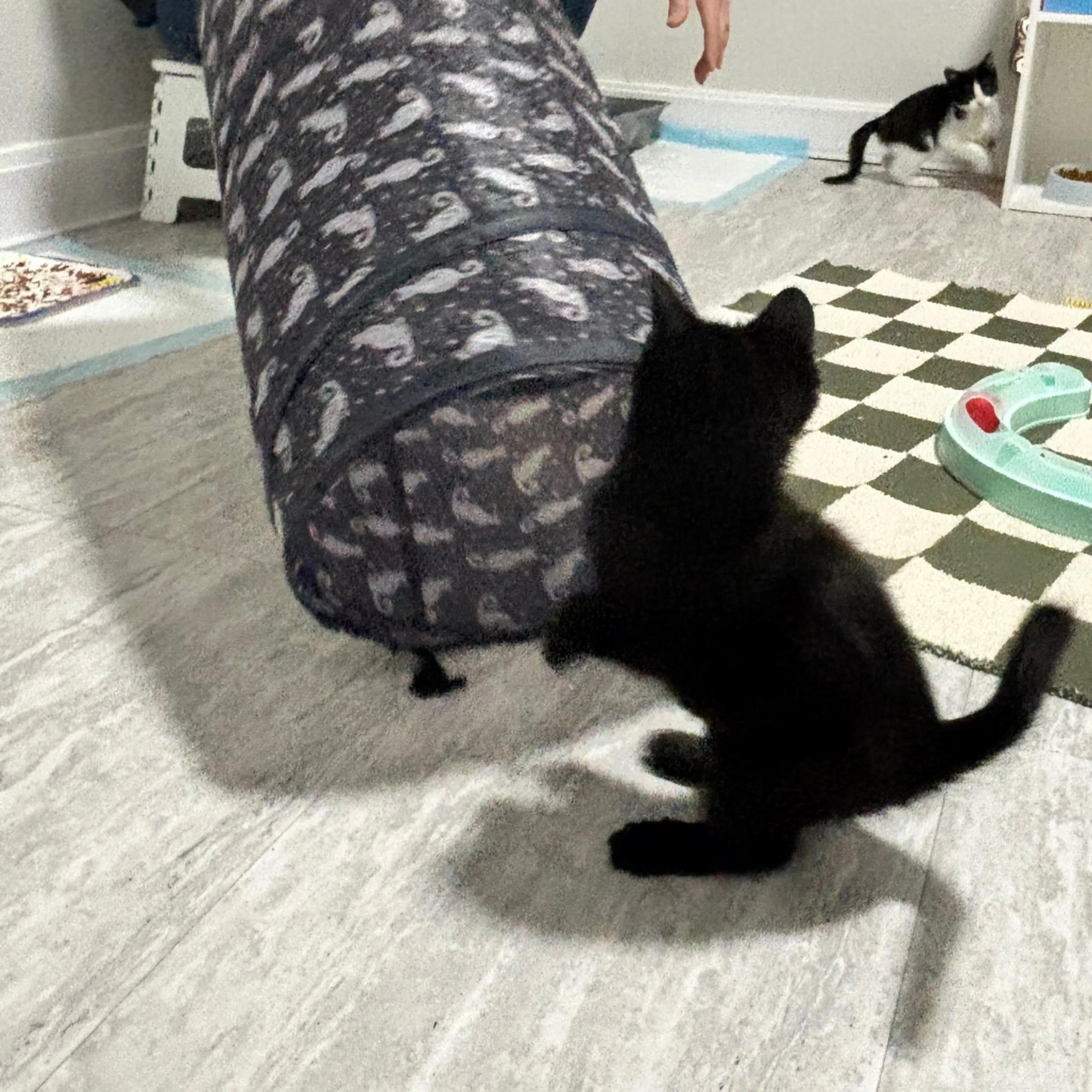 Found pet-12