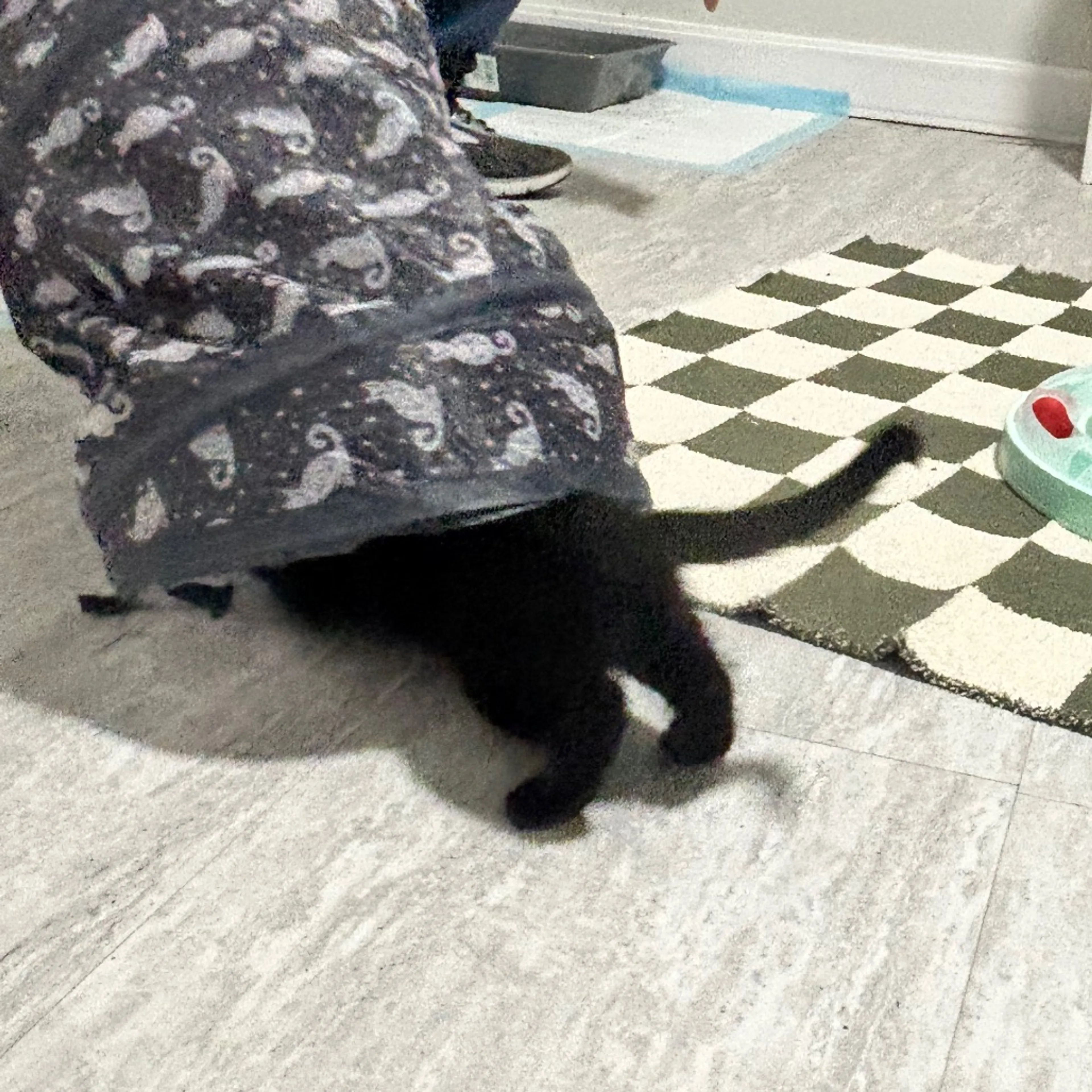Found pet-11