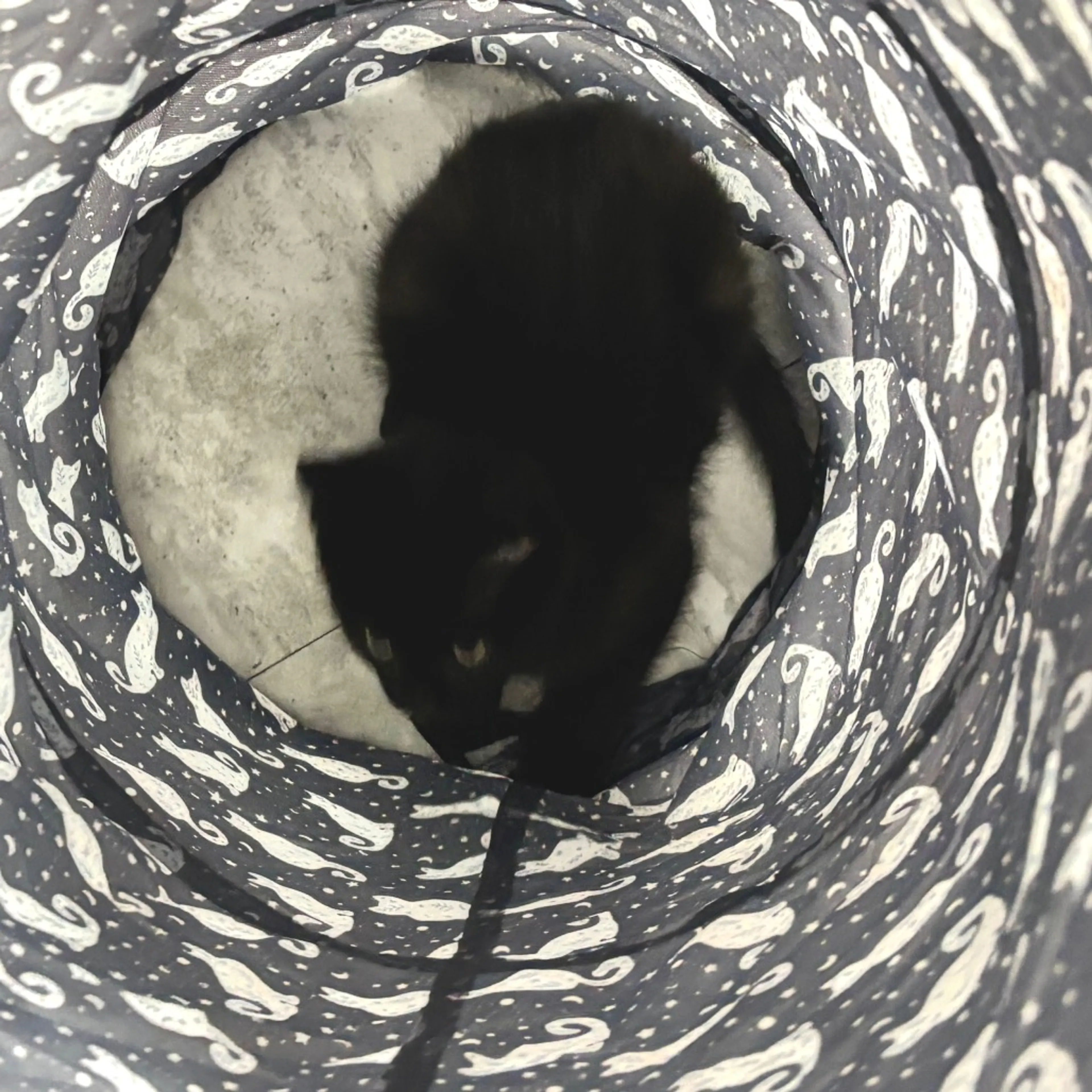 Found pet-9