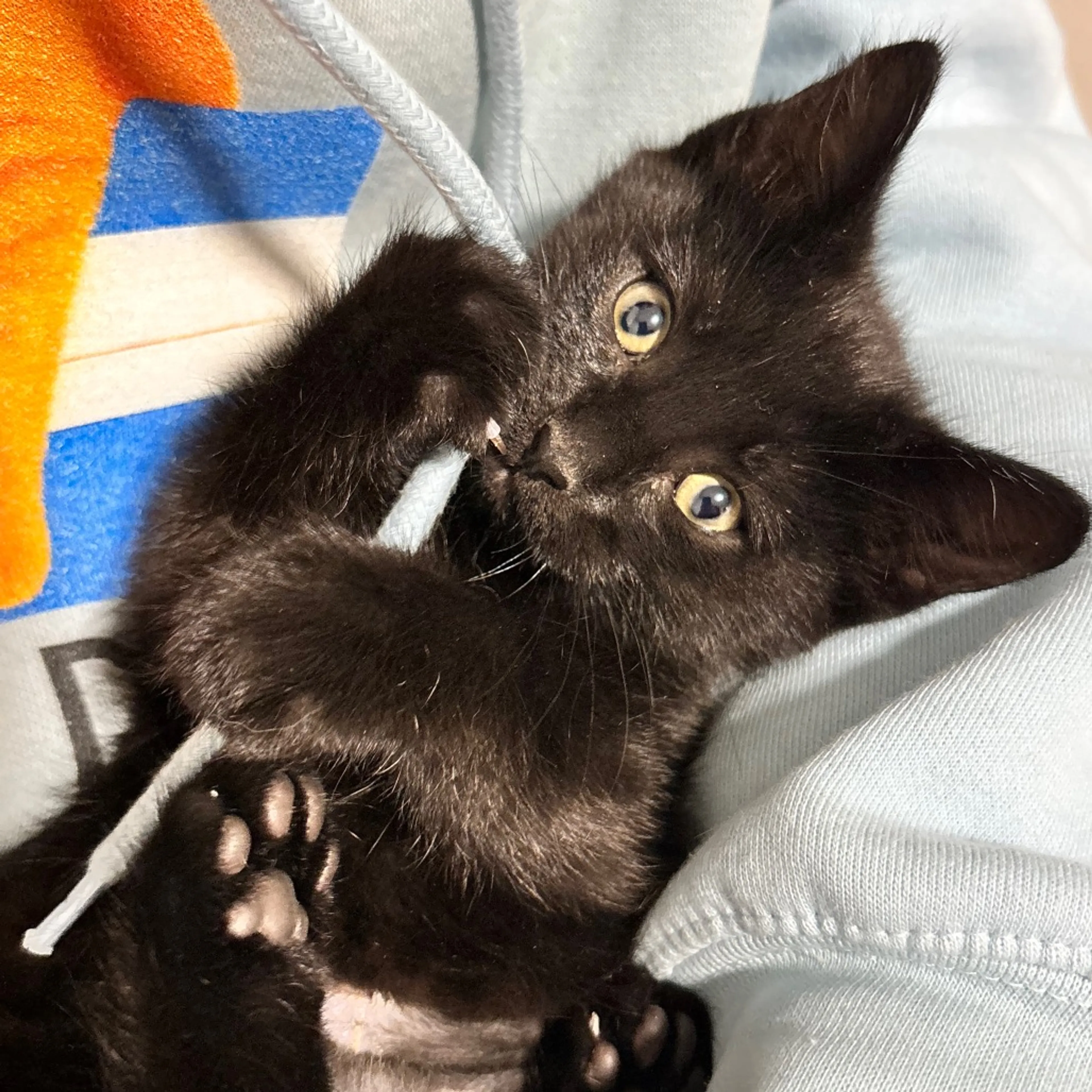 Found pet-3