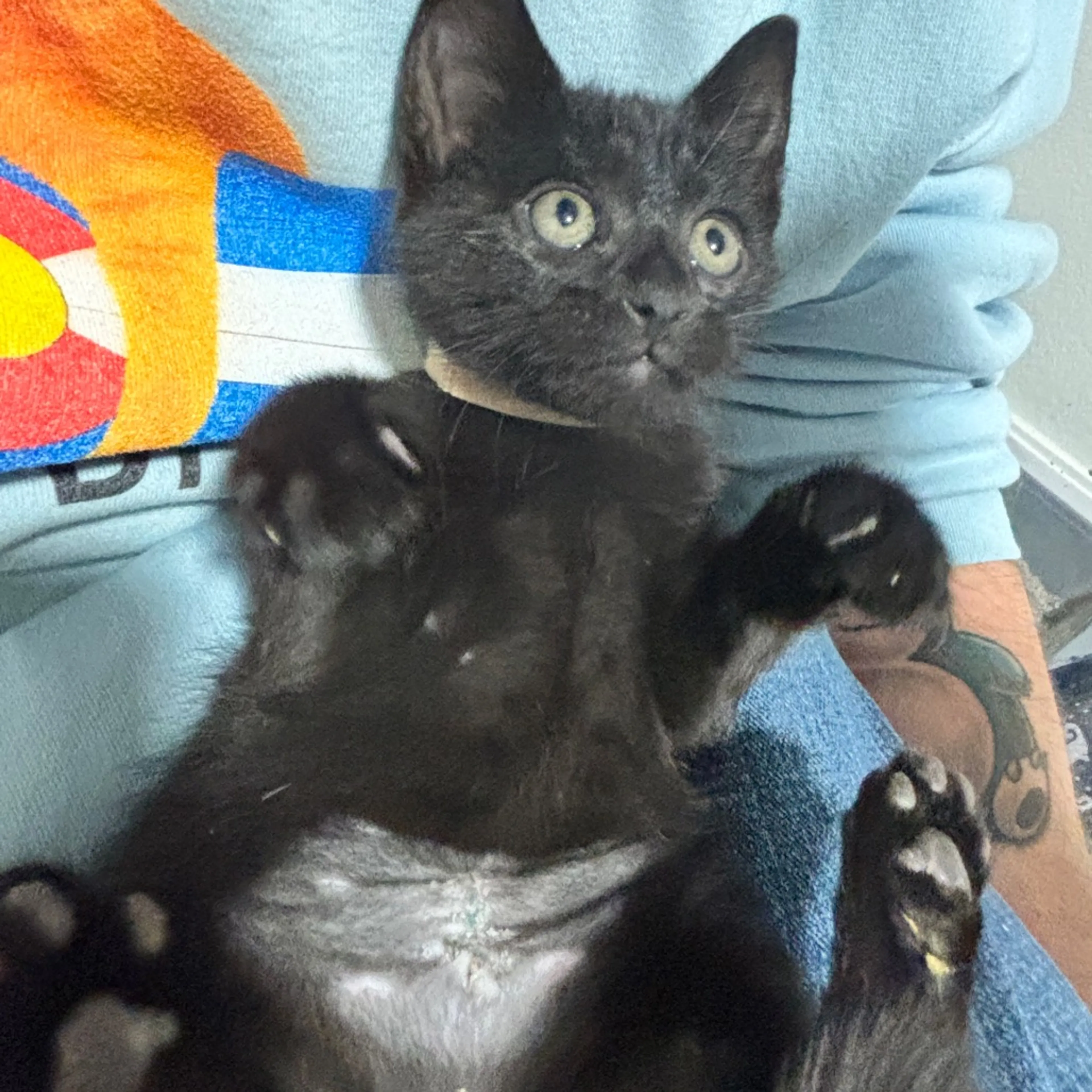 Found pet-6