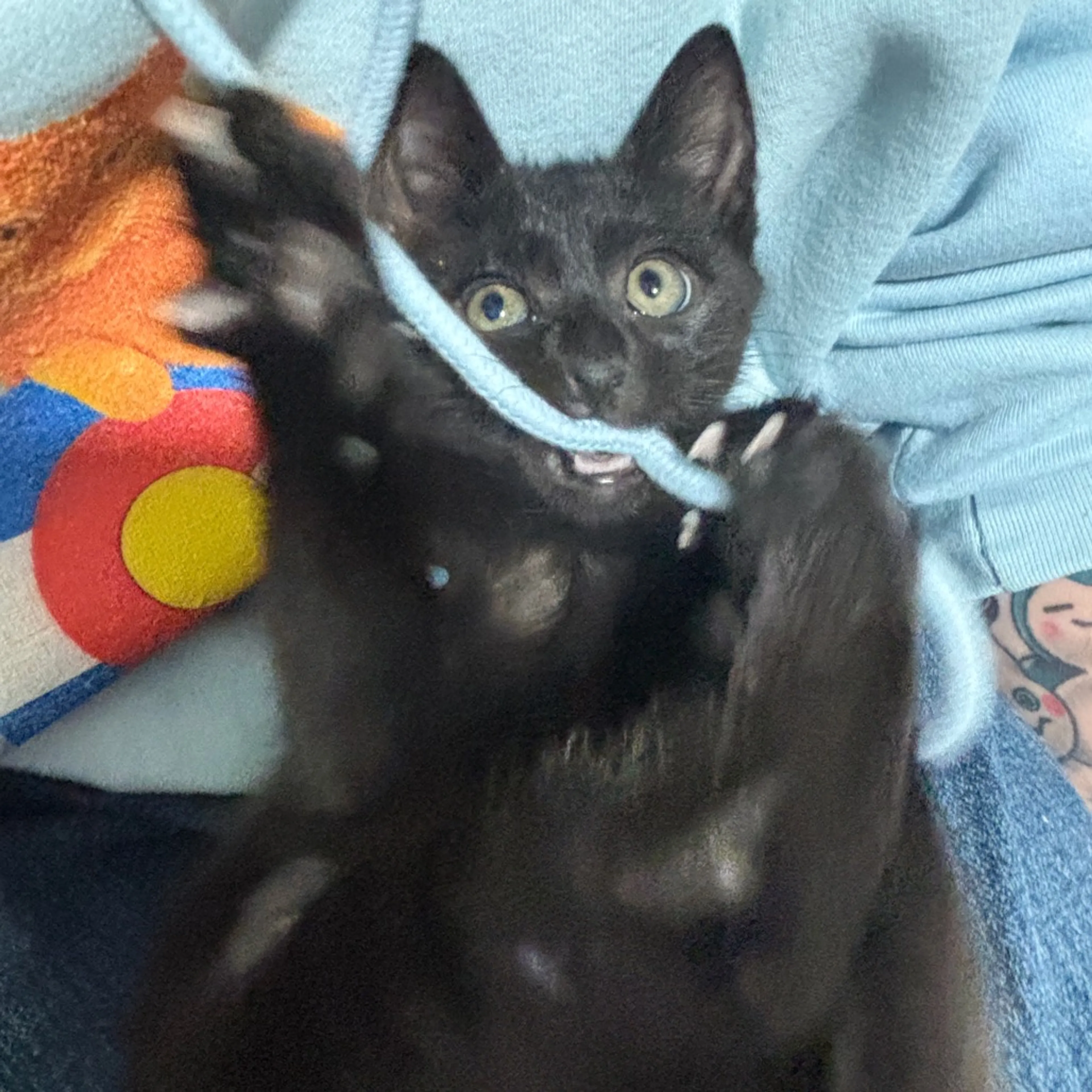 Found pet-9
