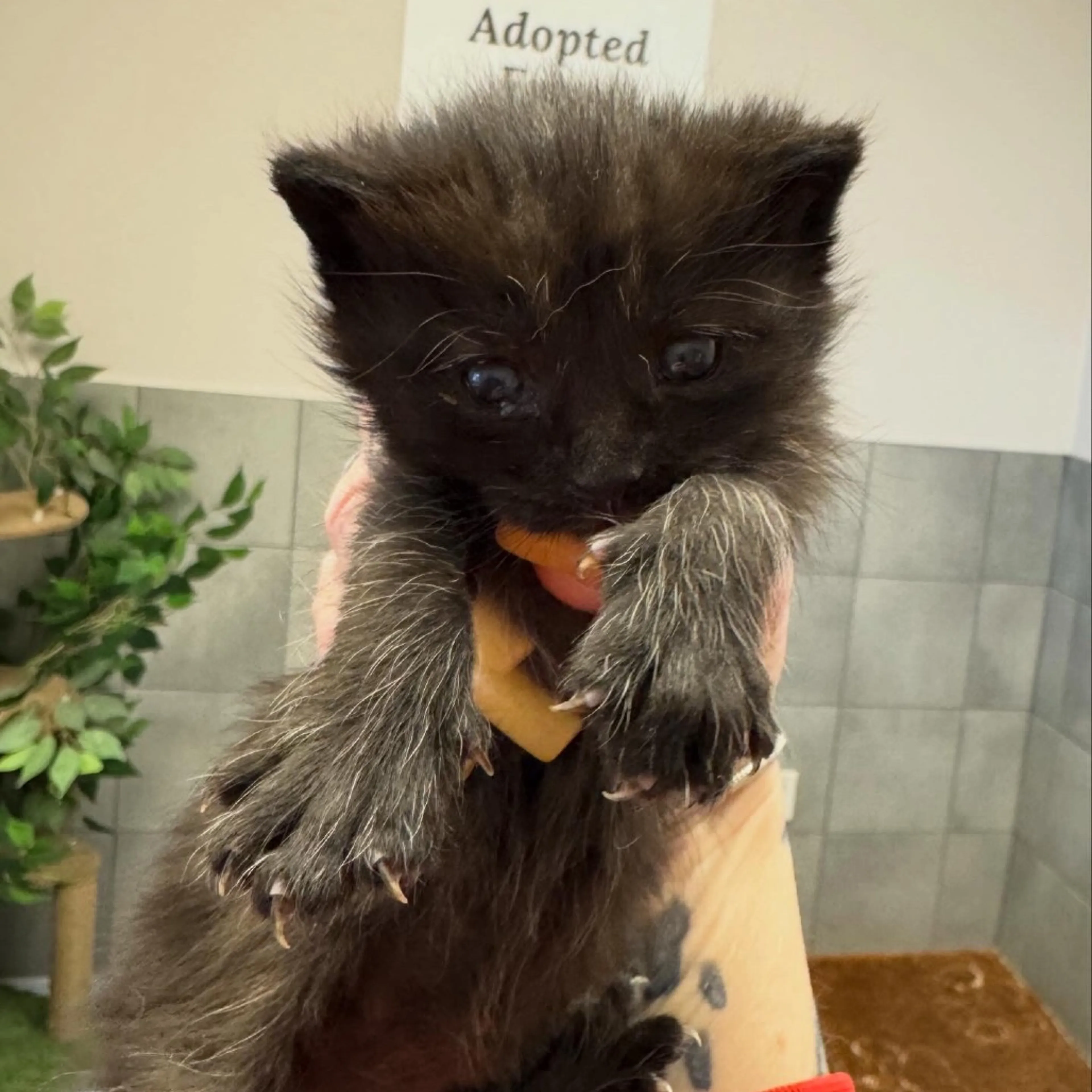 Found pet-1