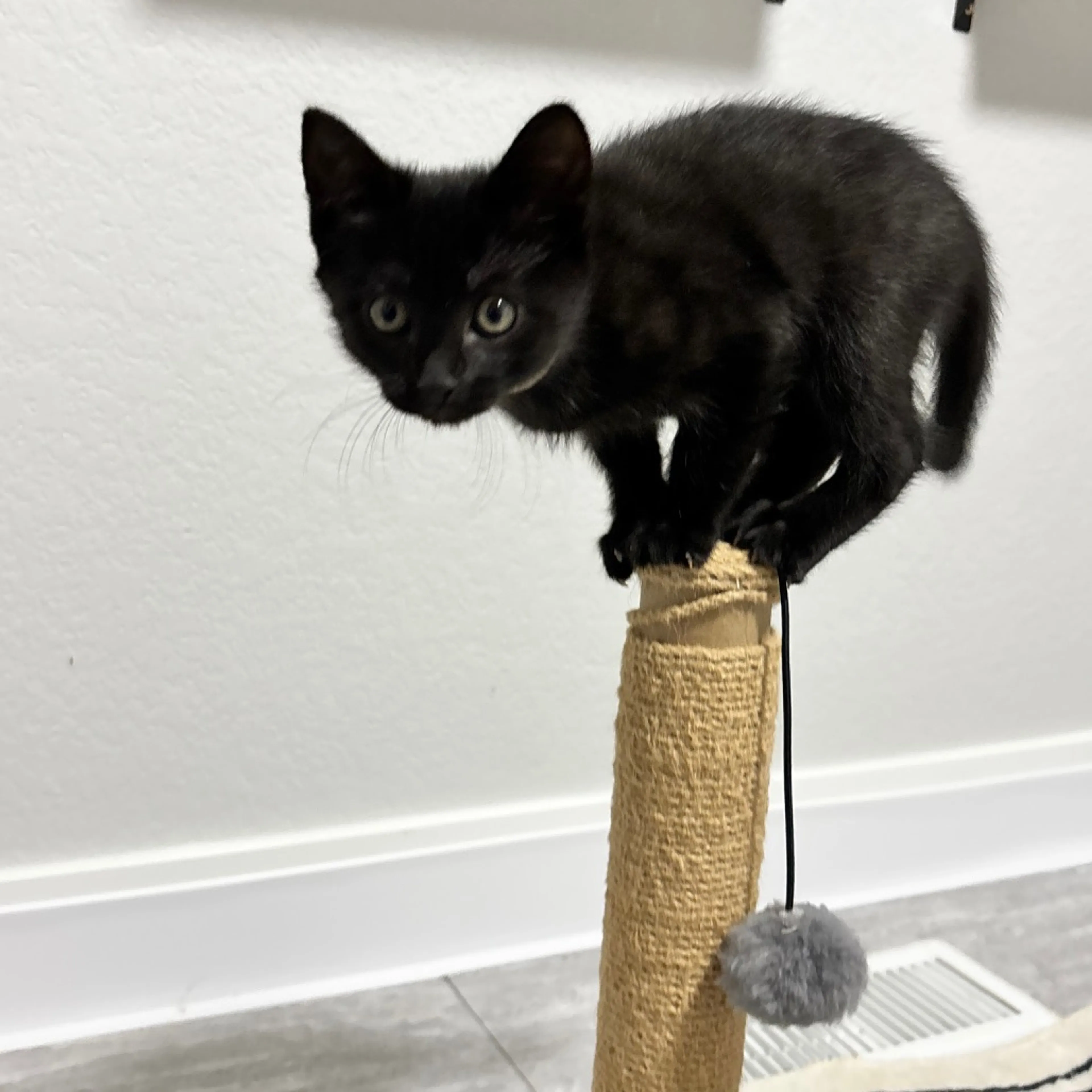 Found pet-5