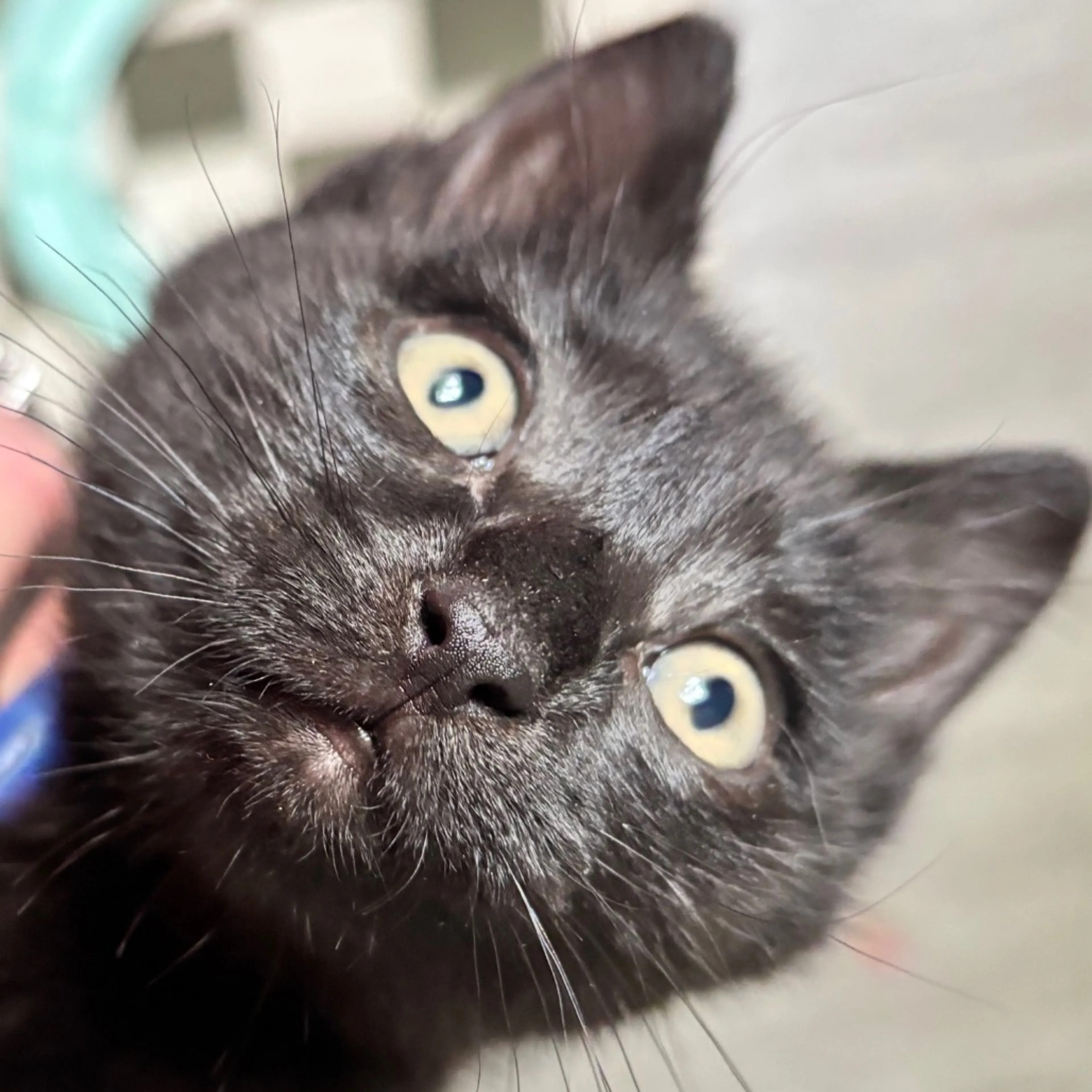 Found pet-14