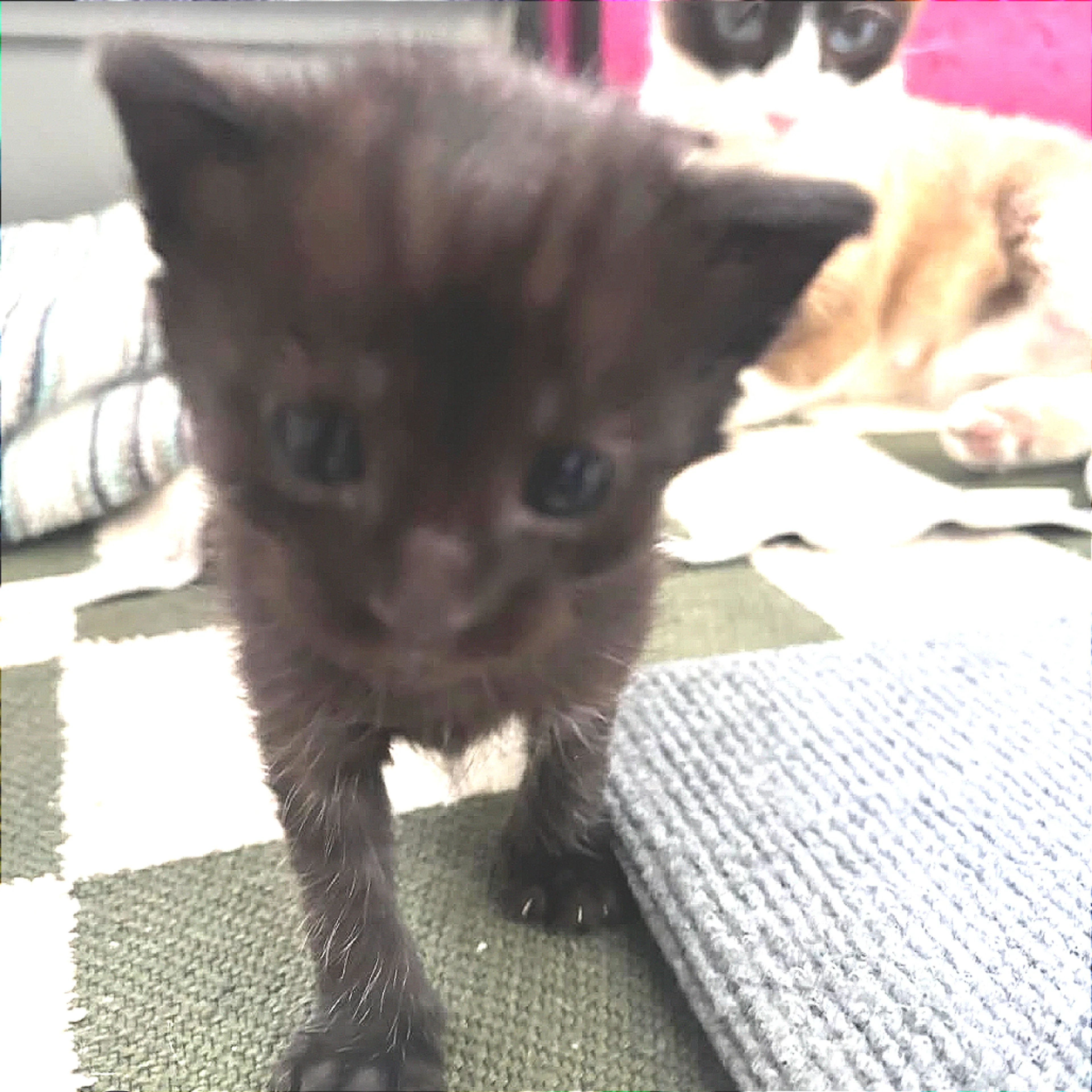 Found pet-3