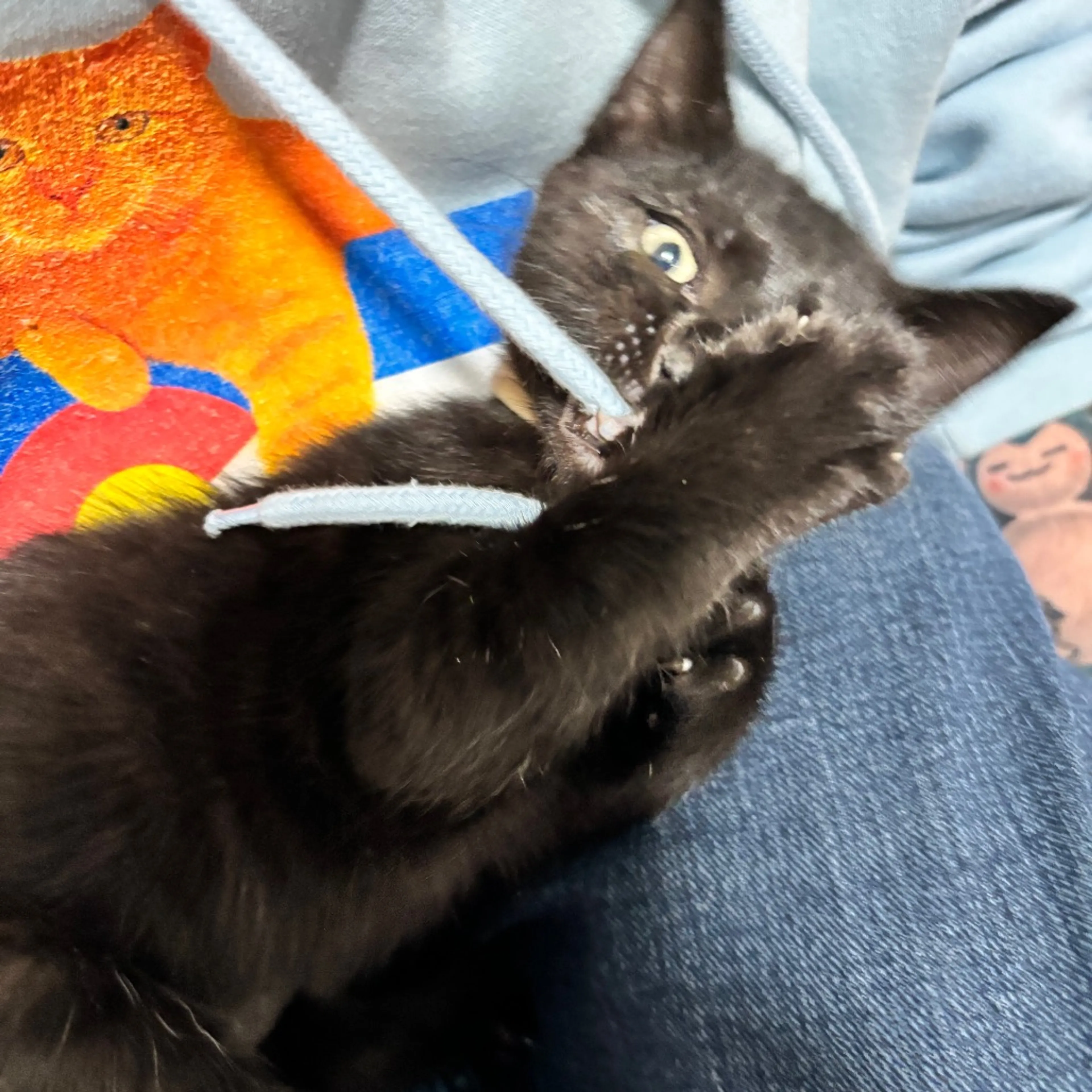 Found pet-10