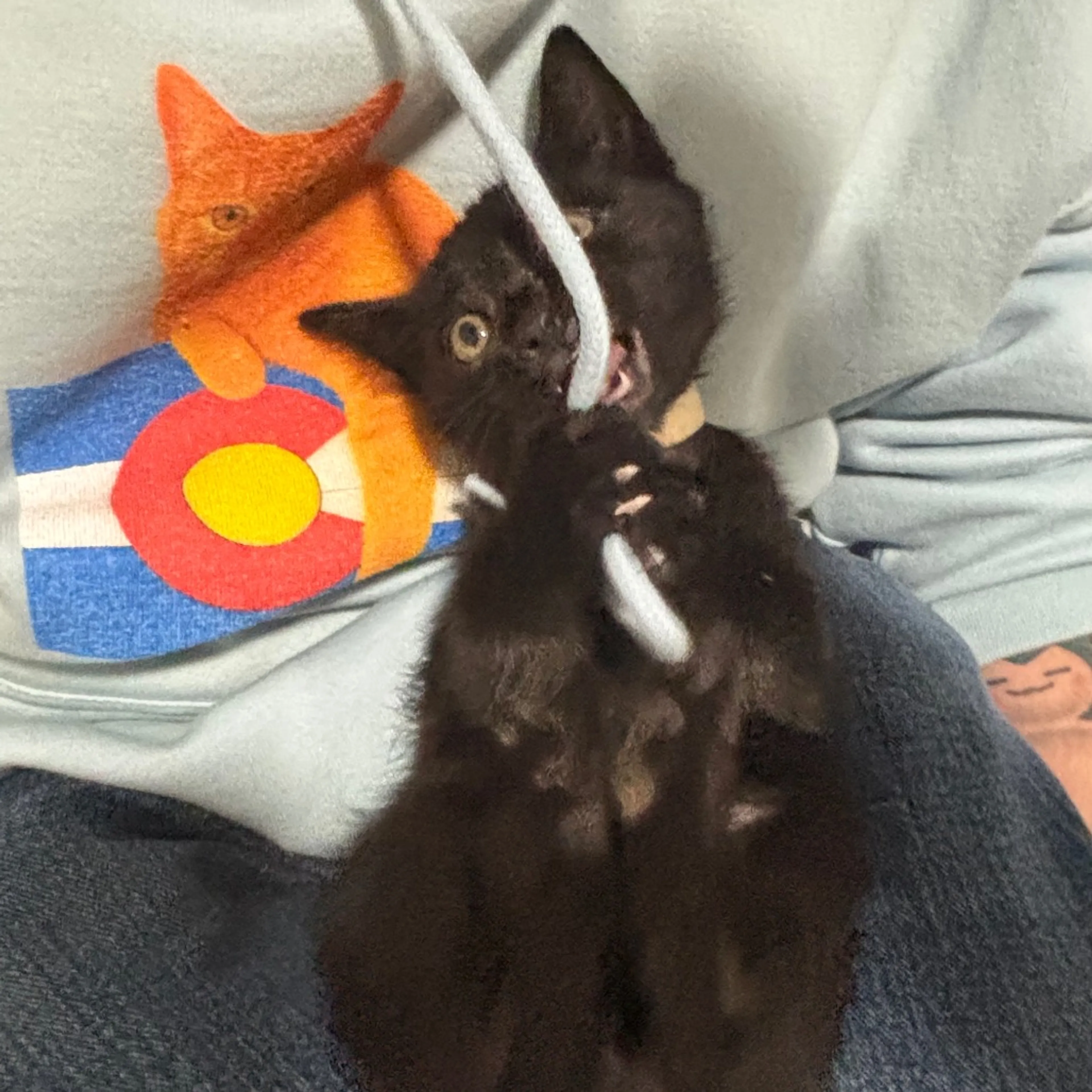 Found pet-8