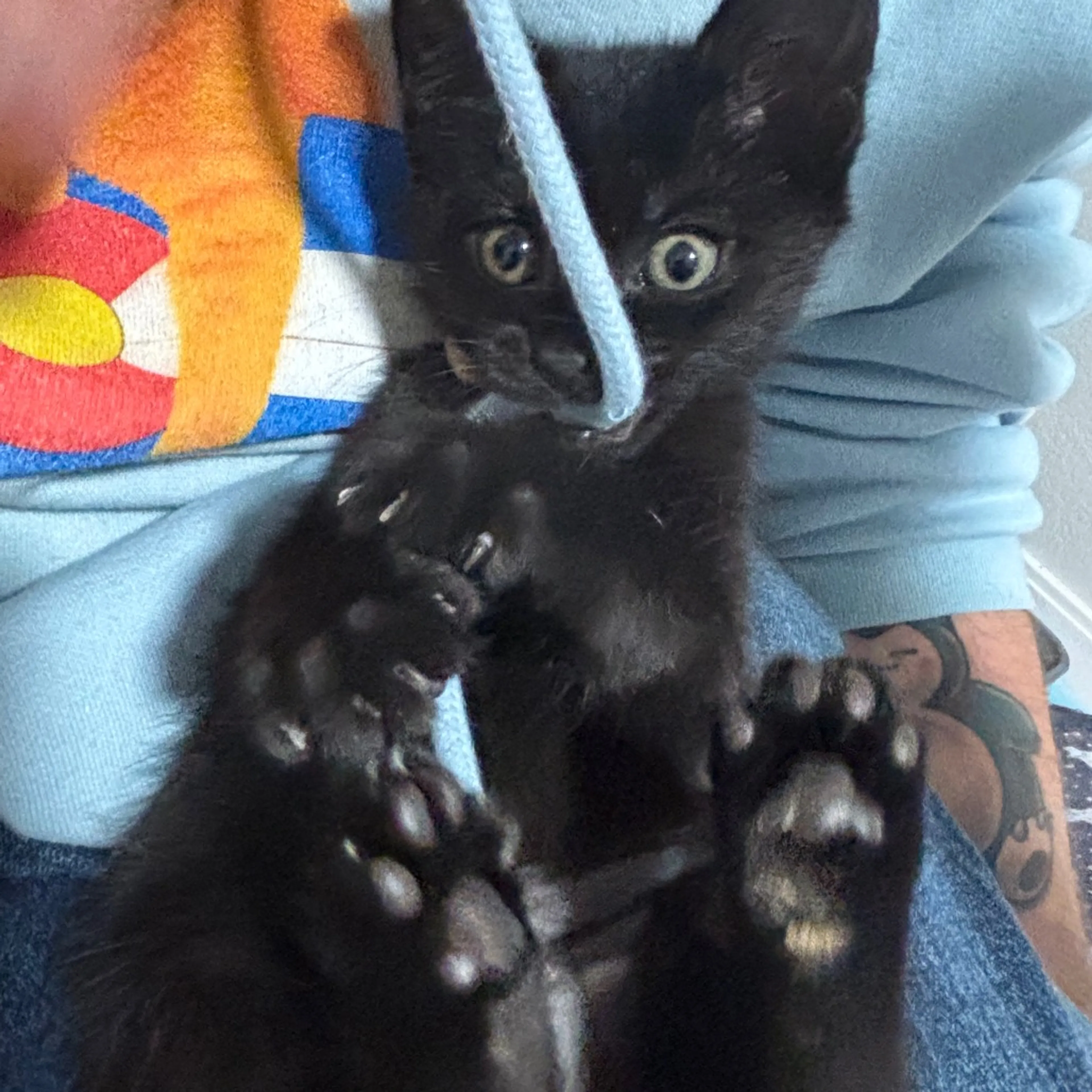 Found pet-0