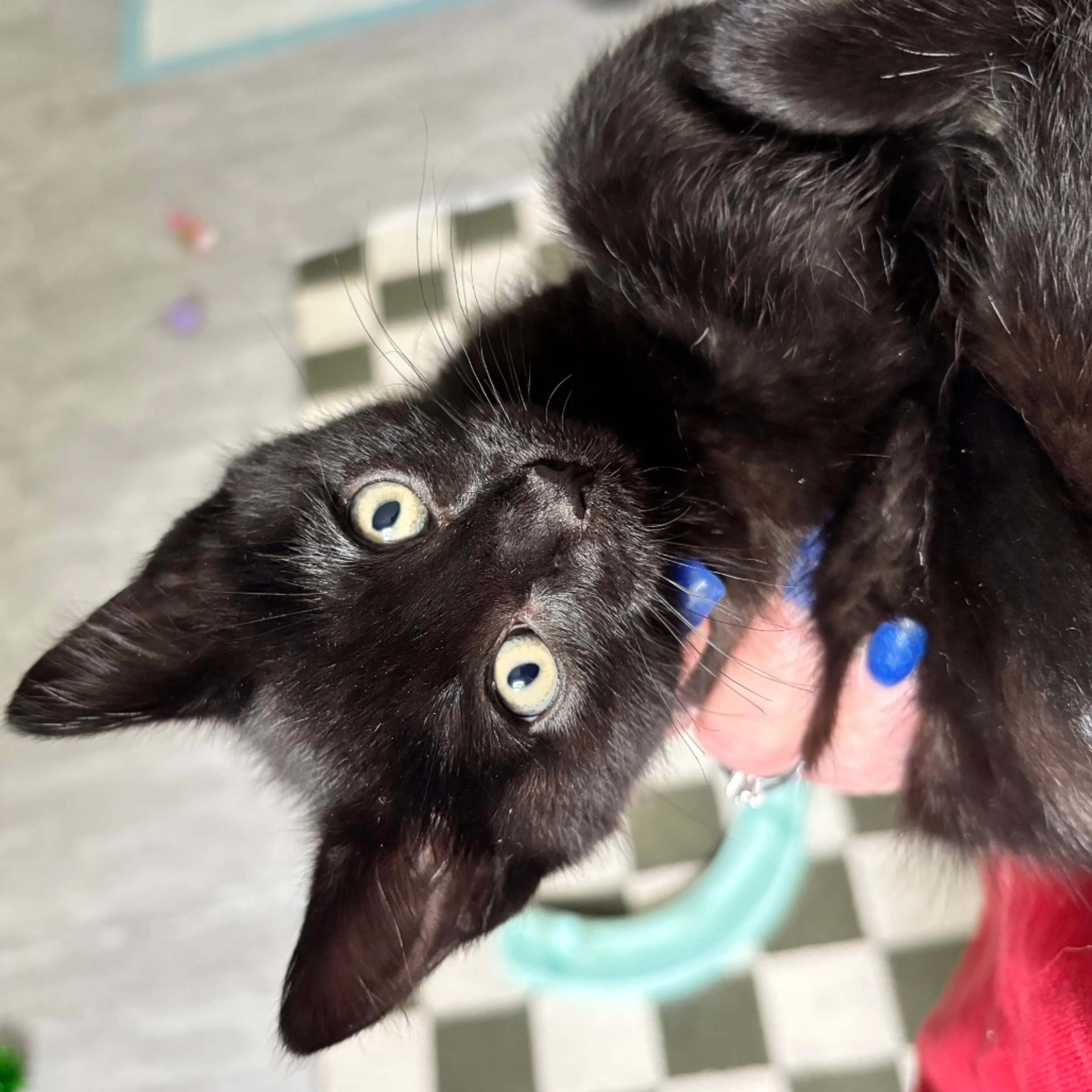 Found pet-16