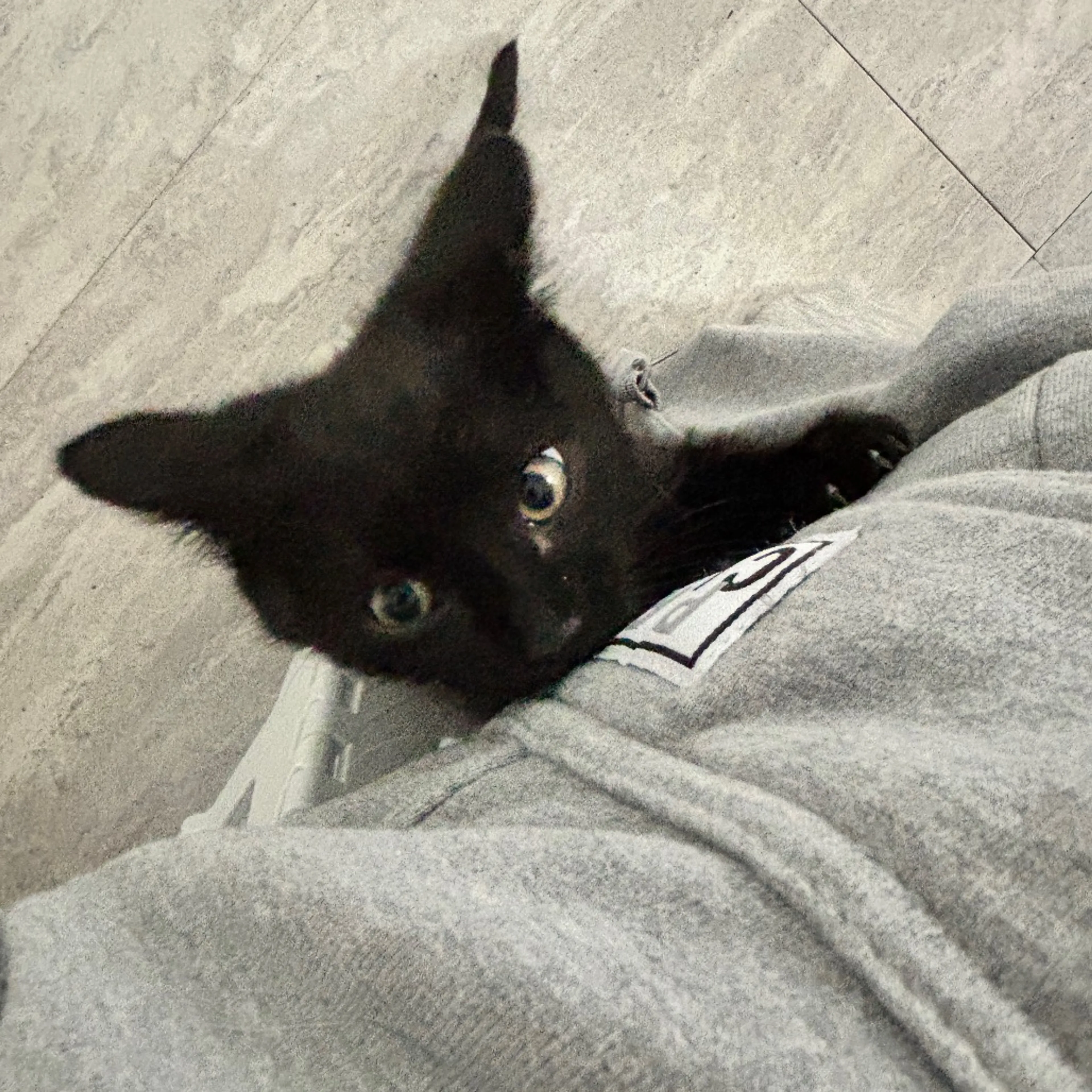Found pet-12