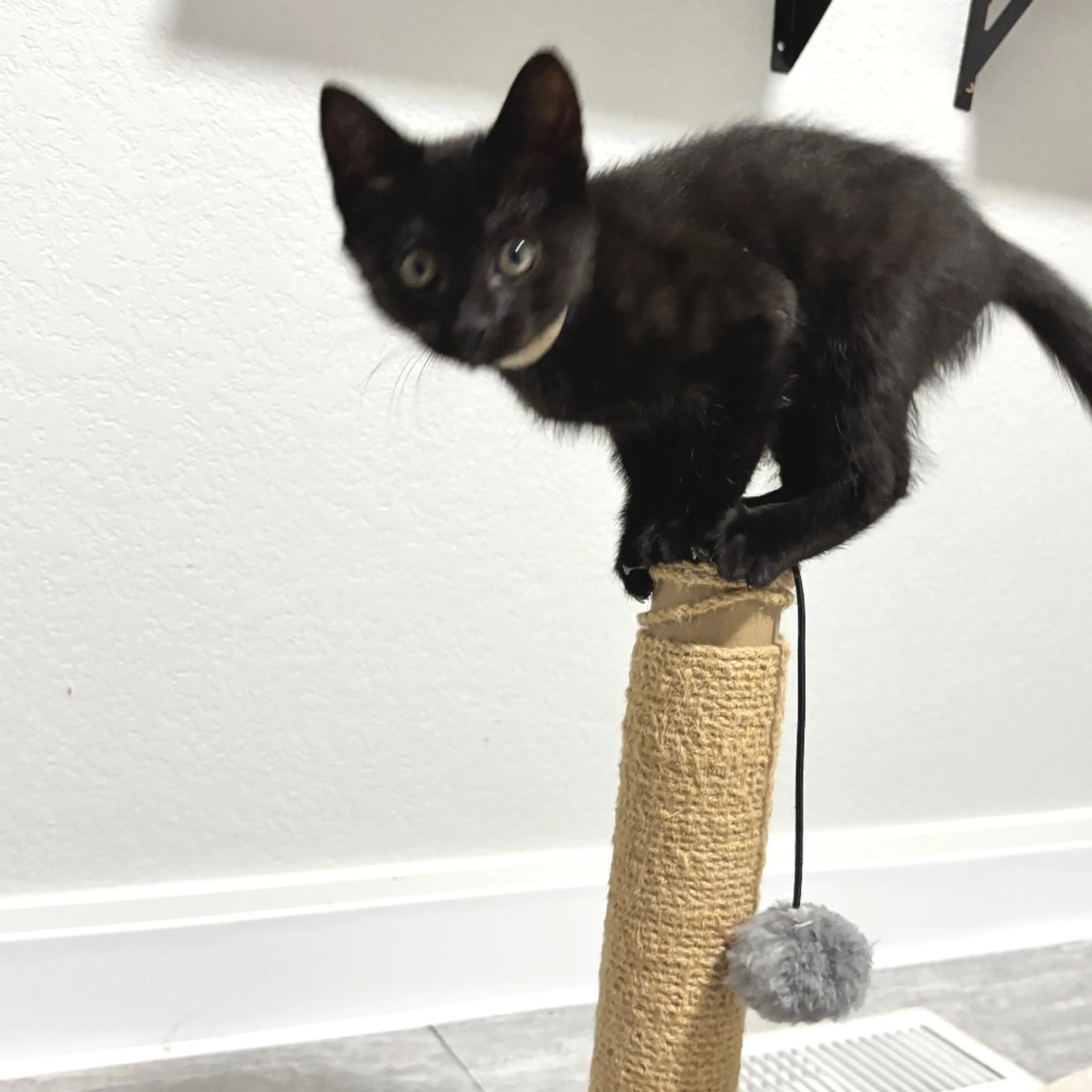 Found pet-4
