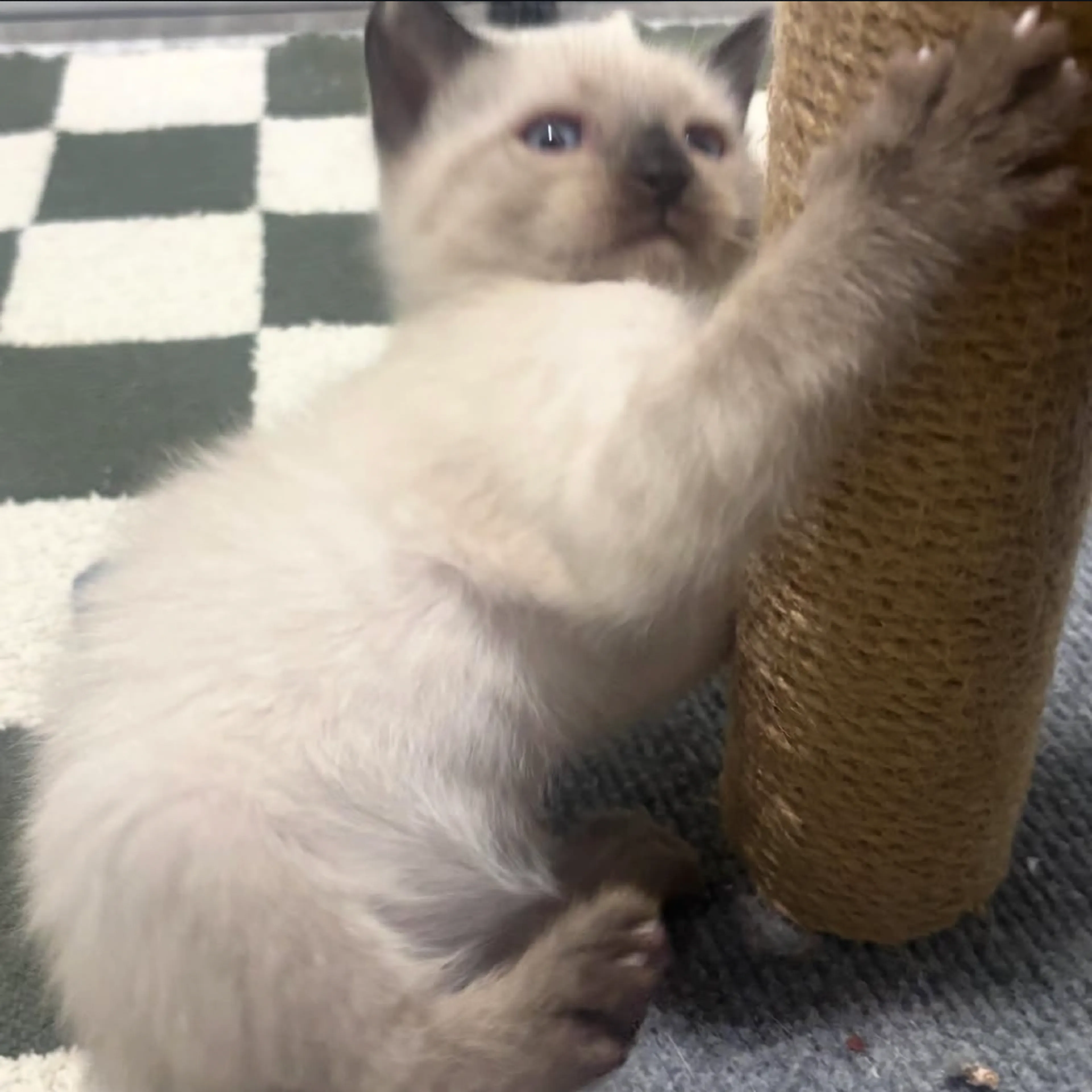 Found pet-8