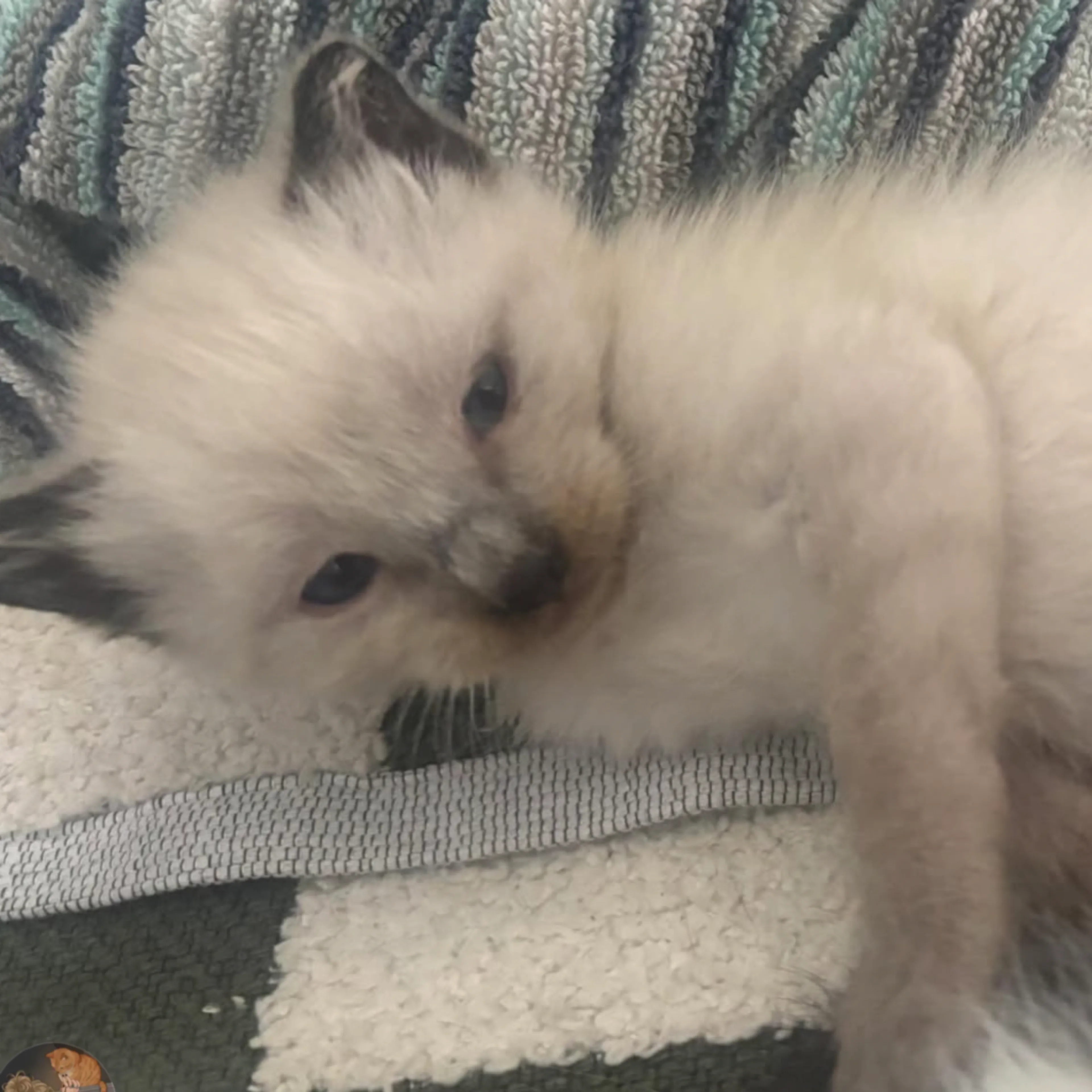 Found pet-6