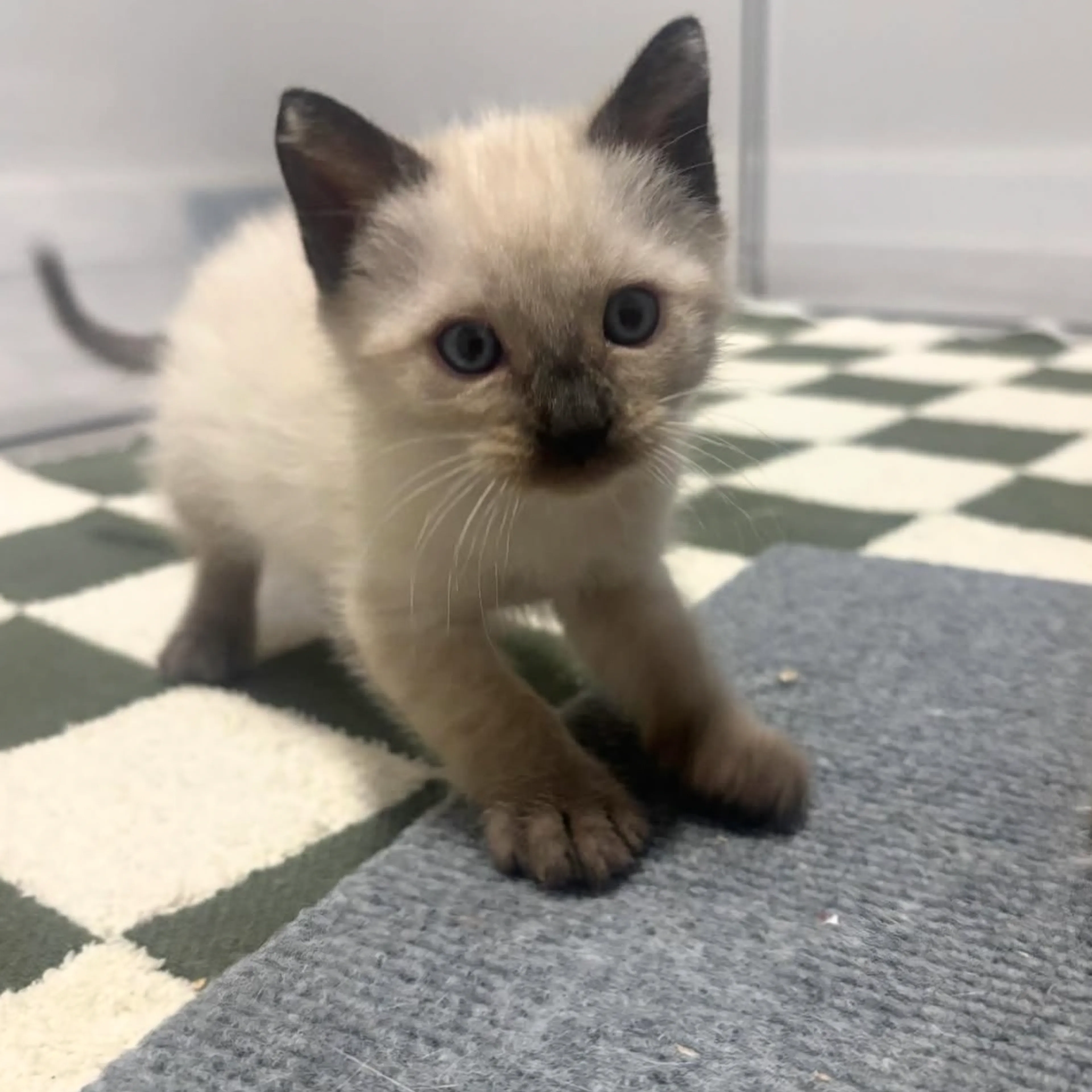 Found pet-0