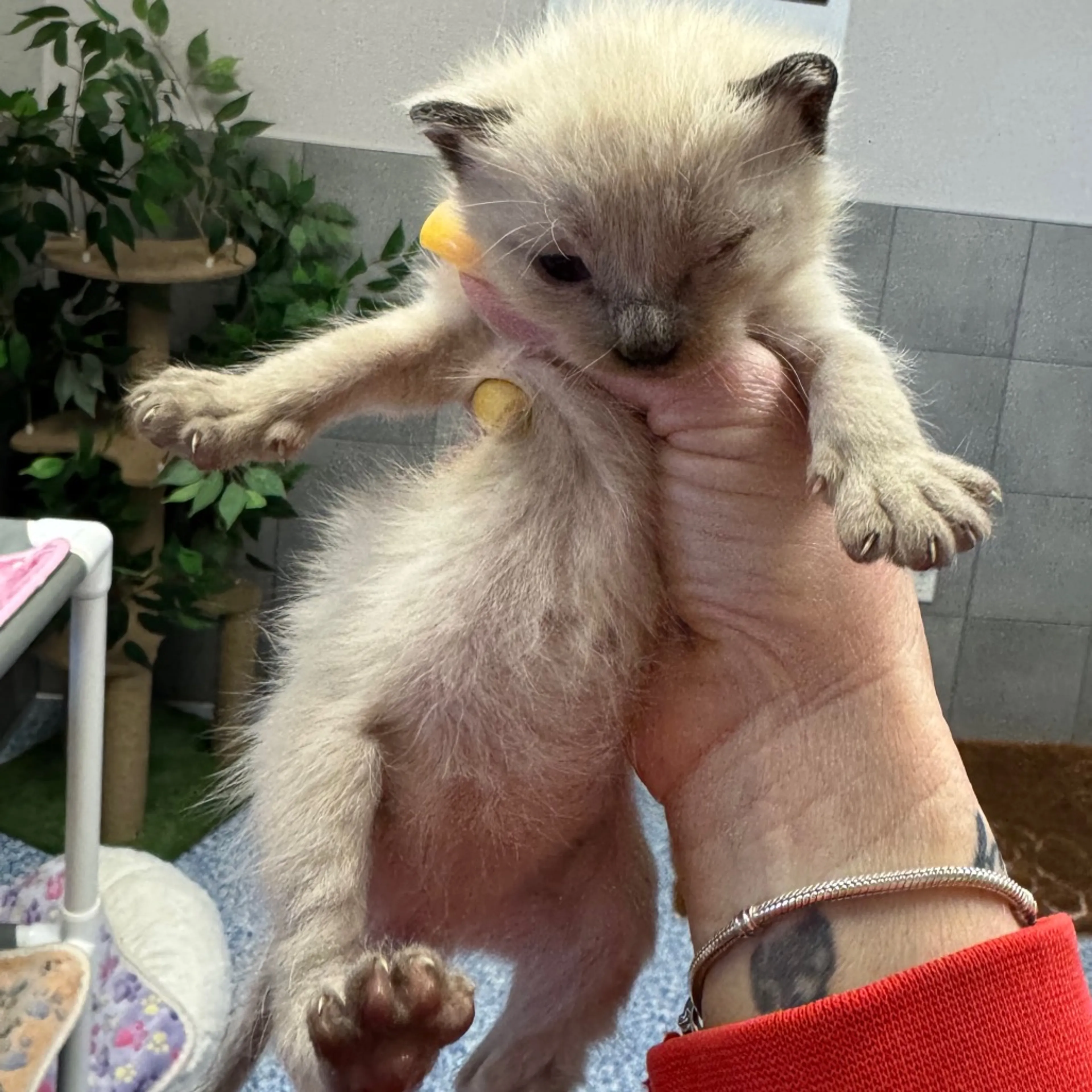 Found pet-4
