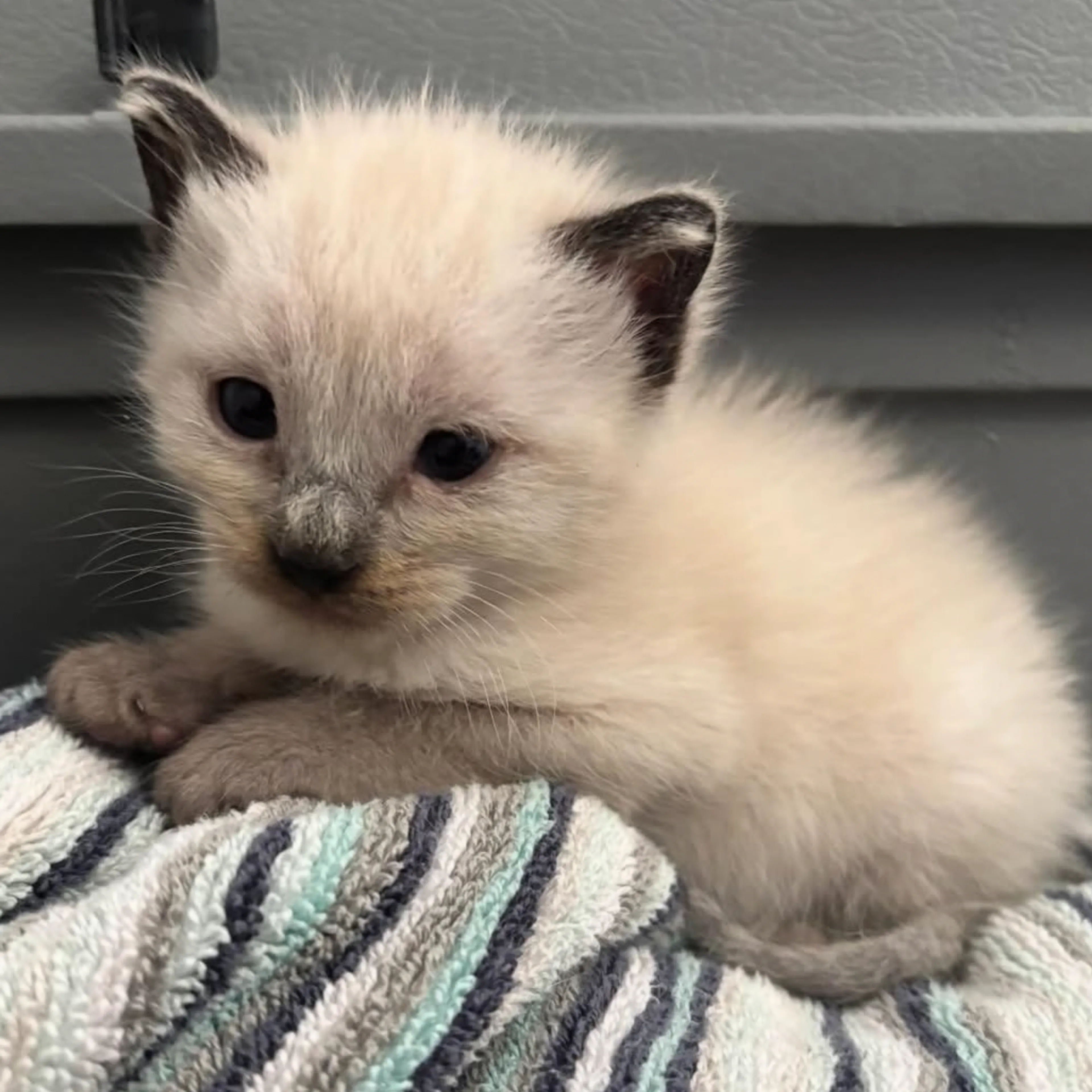 Found pet-5