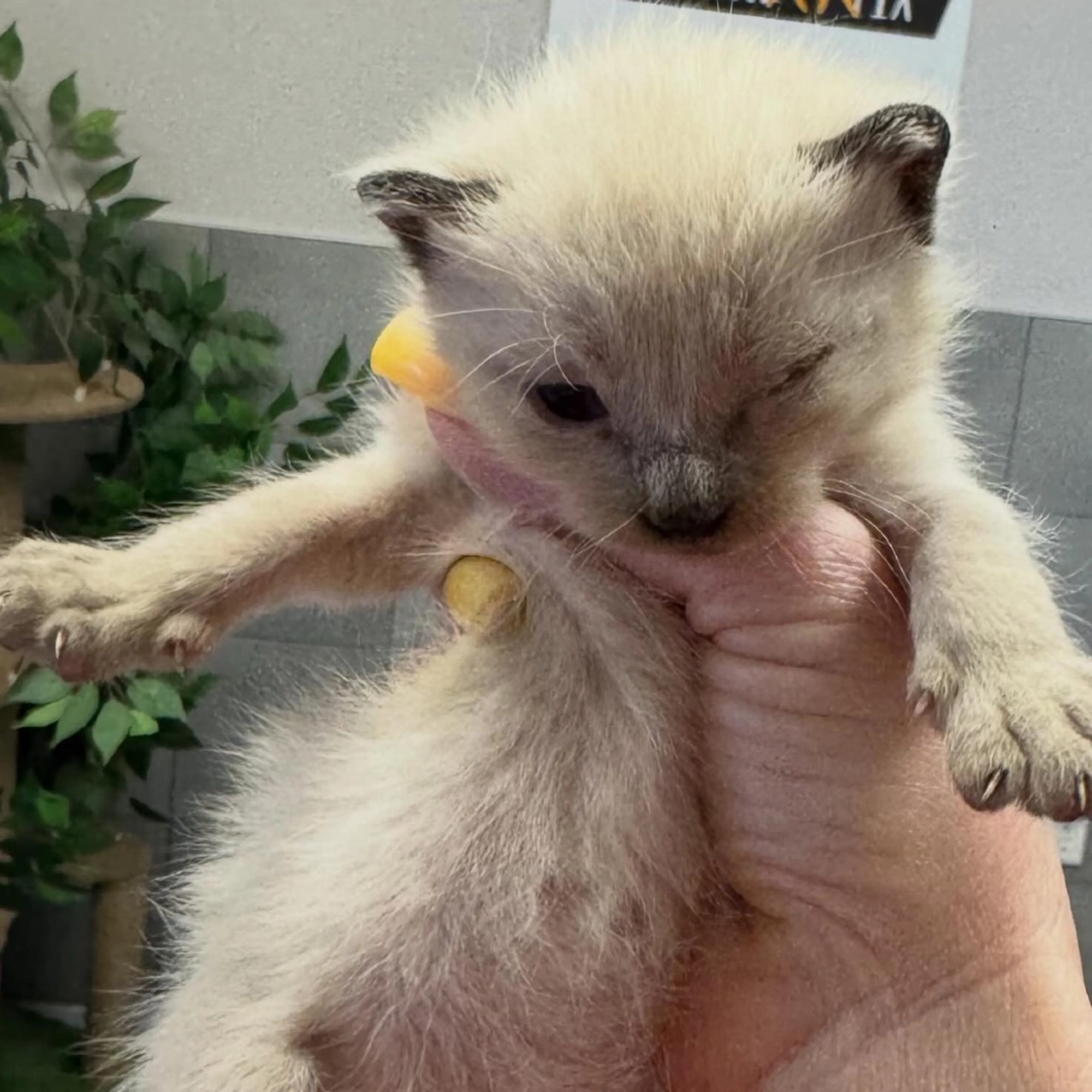 Found pet-1