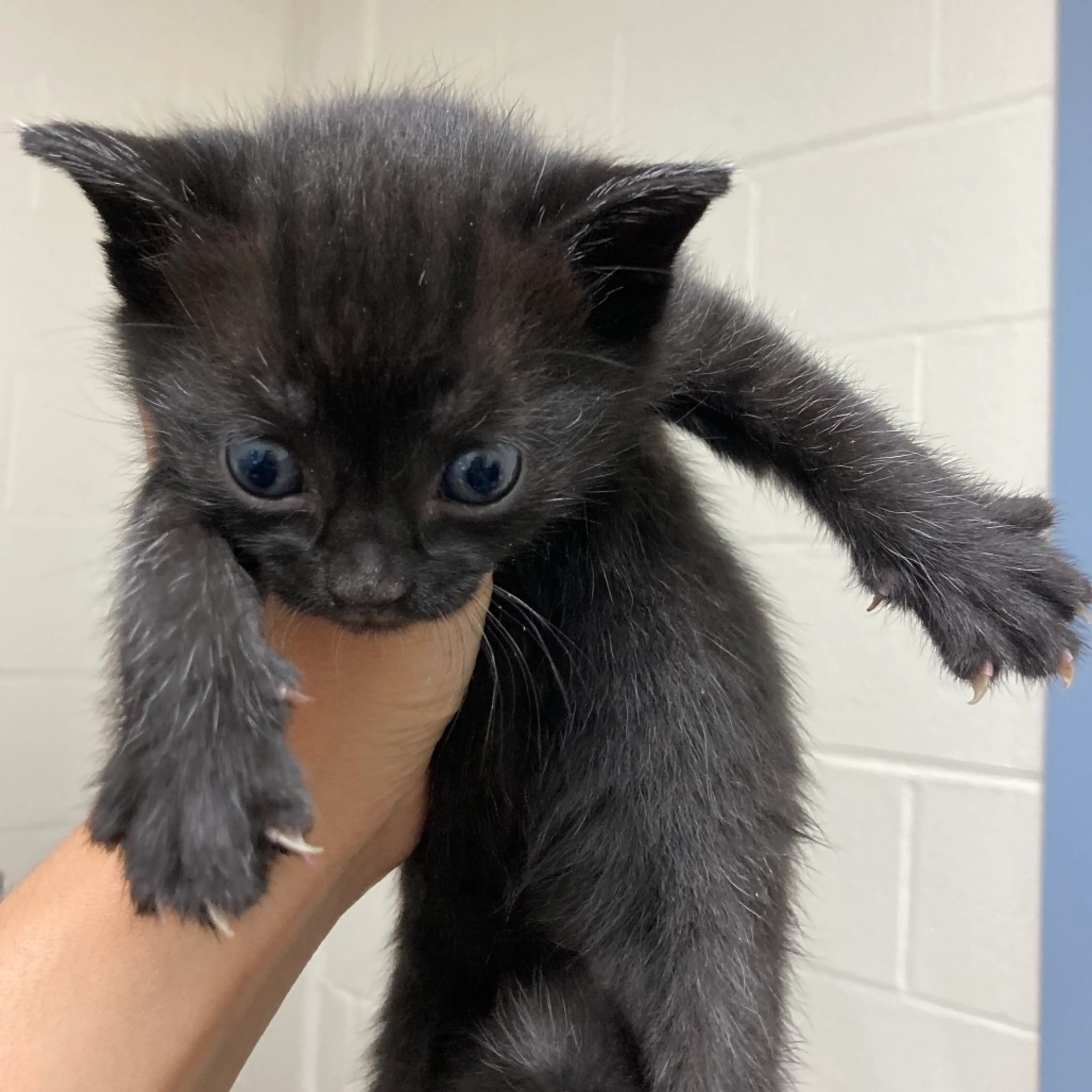 Found pet
